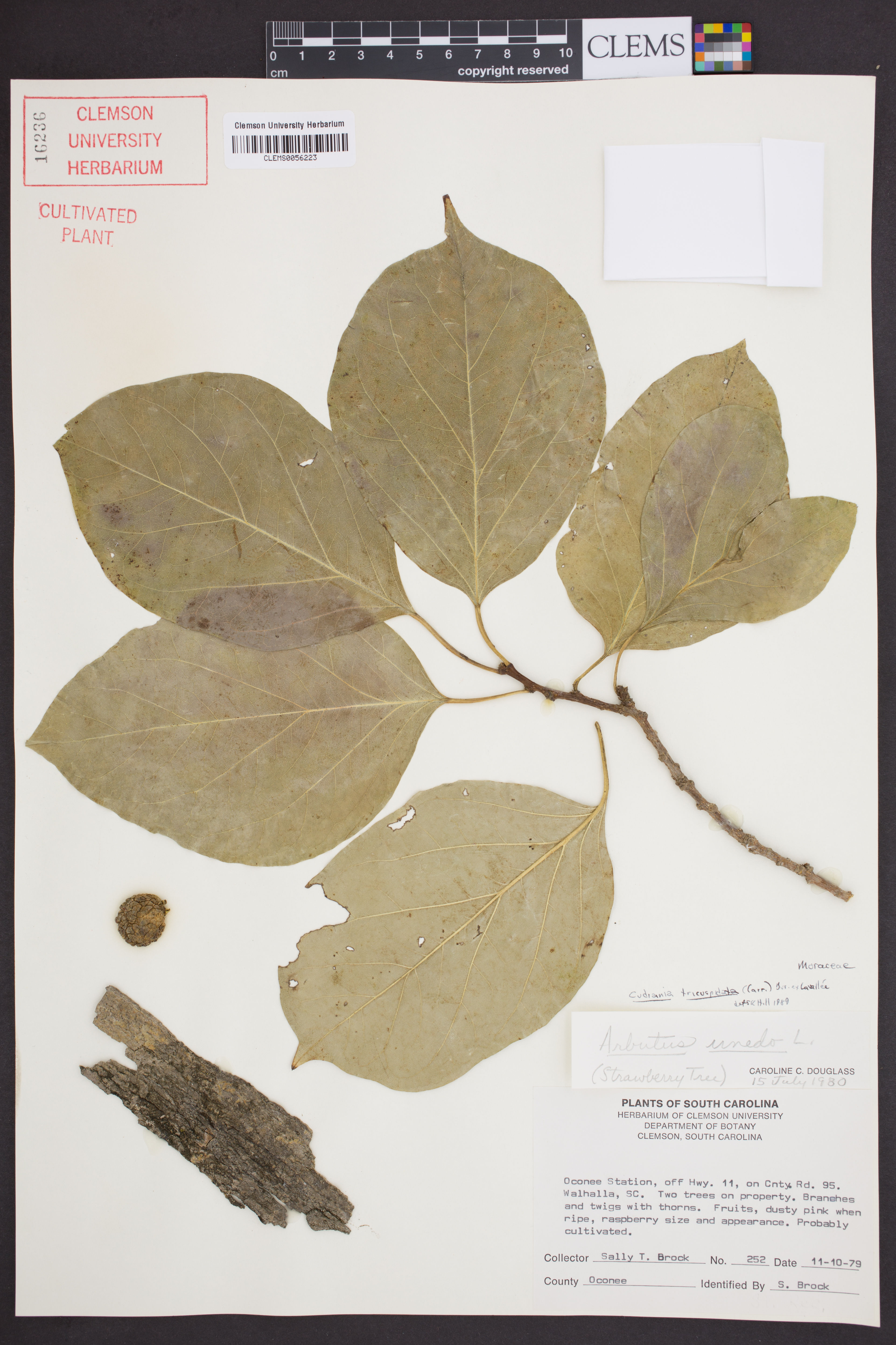 Cudrania tricuspidata - 41