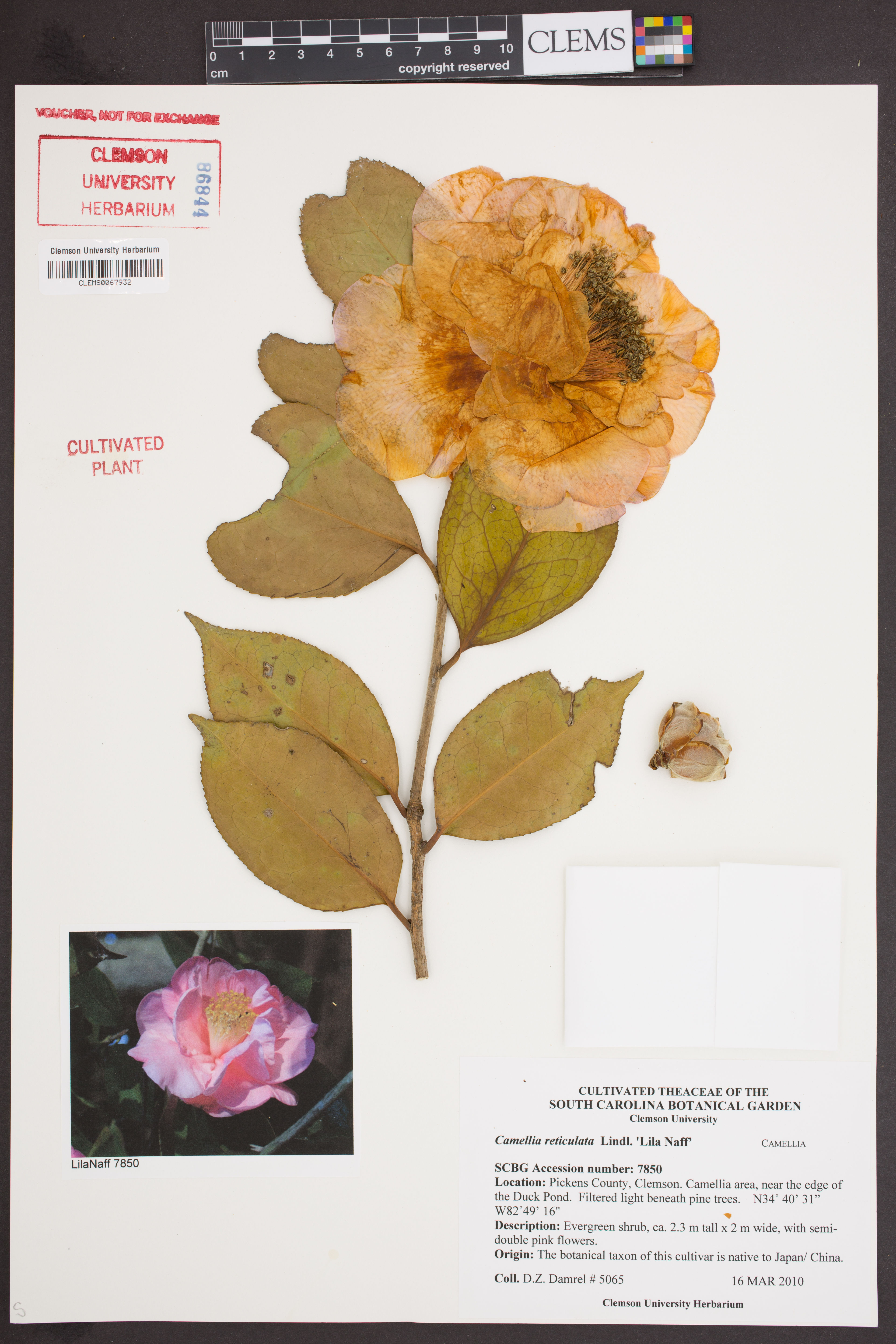 Camellia reticulata - 6