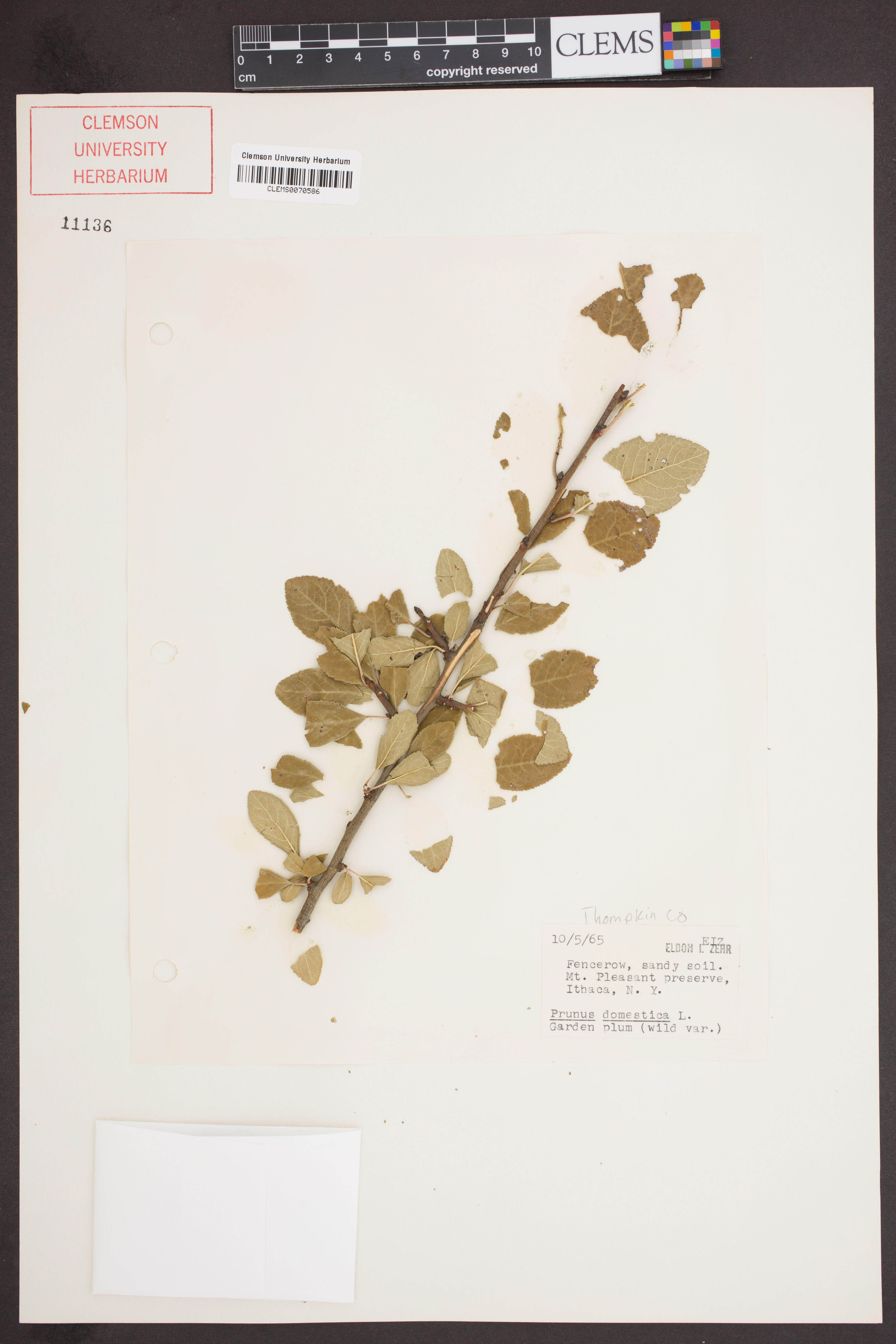 Prunus domestica - 24