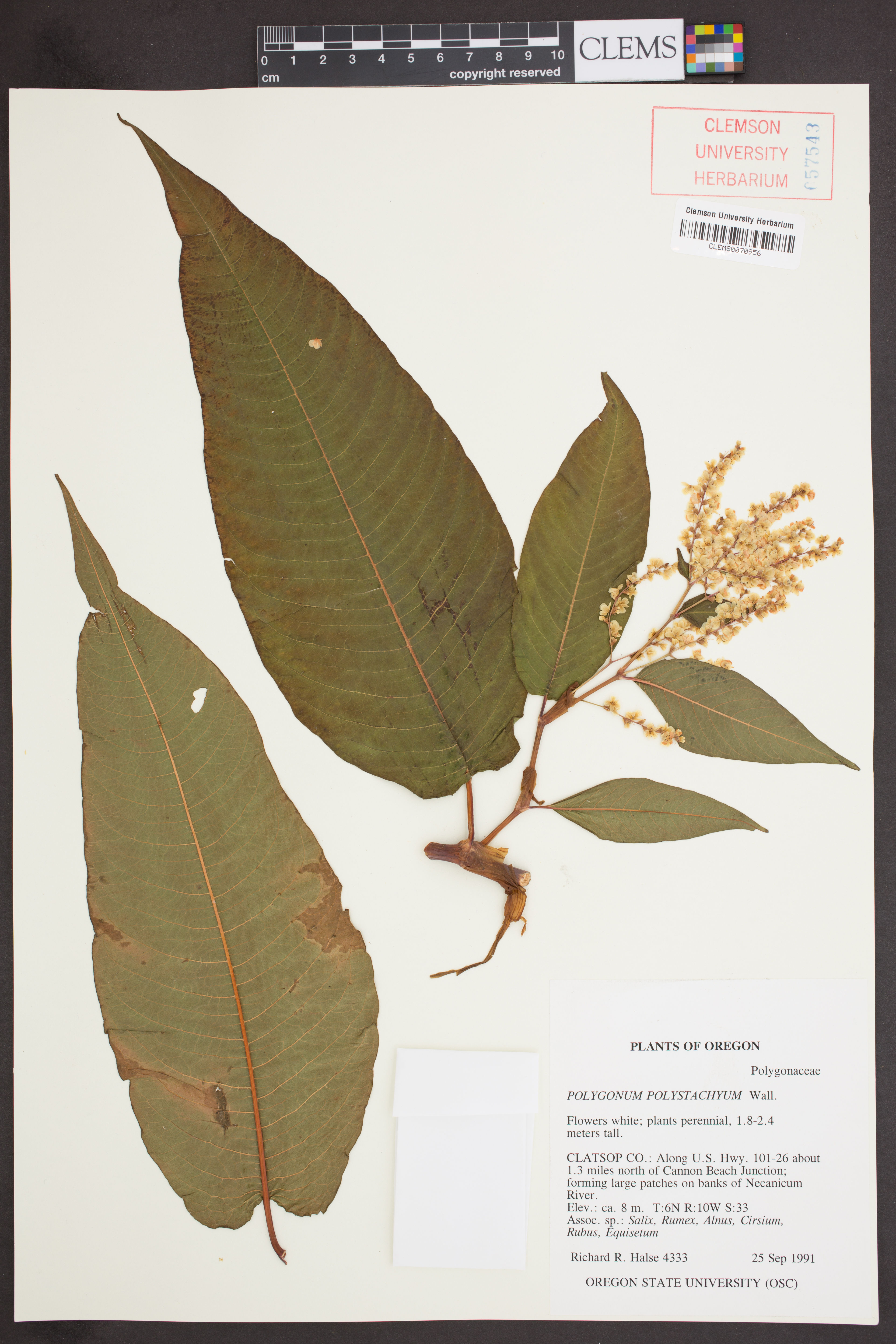 Polygonum polystachyum - 21