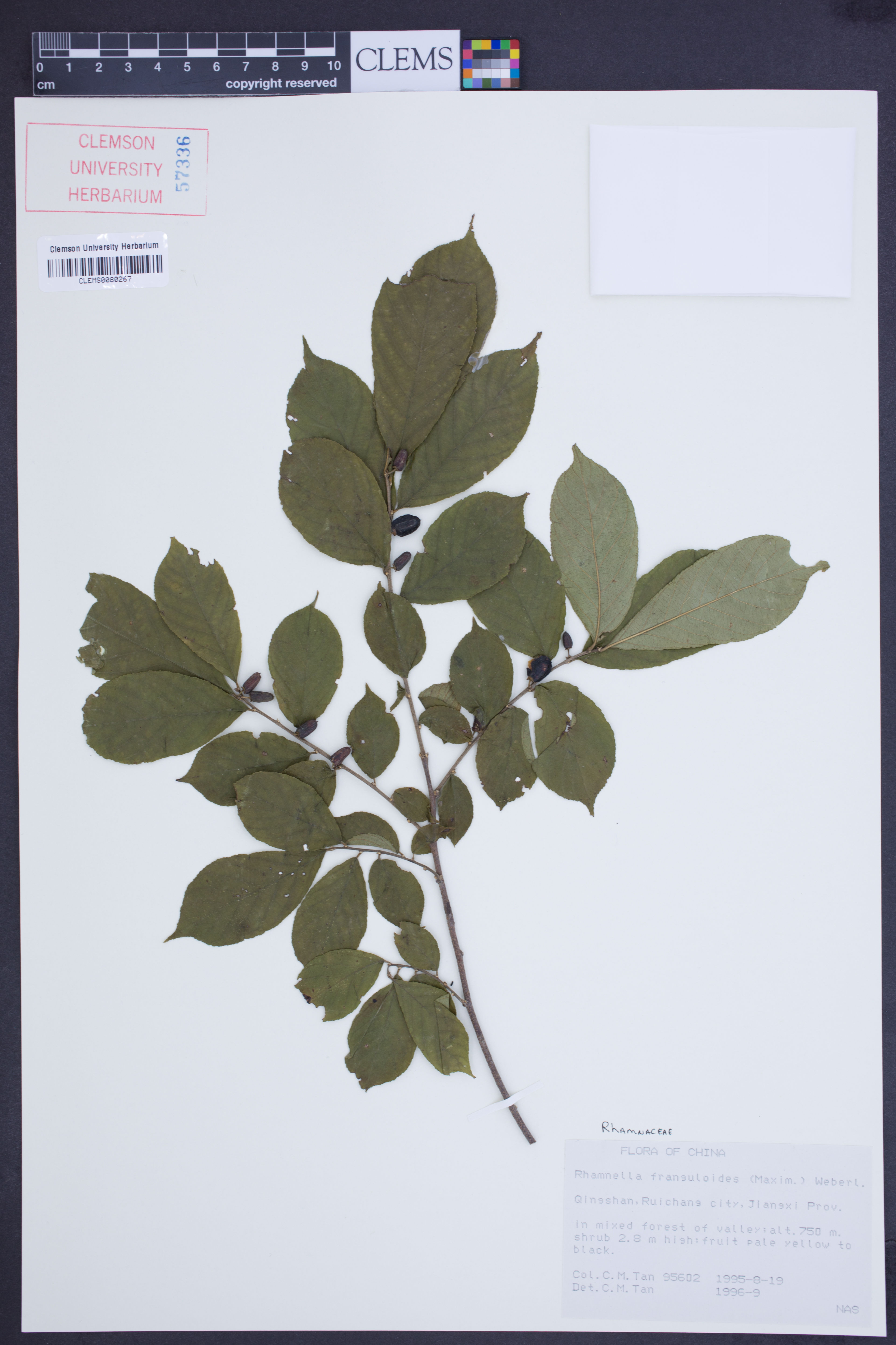 Rhamnella franguloides - 20