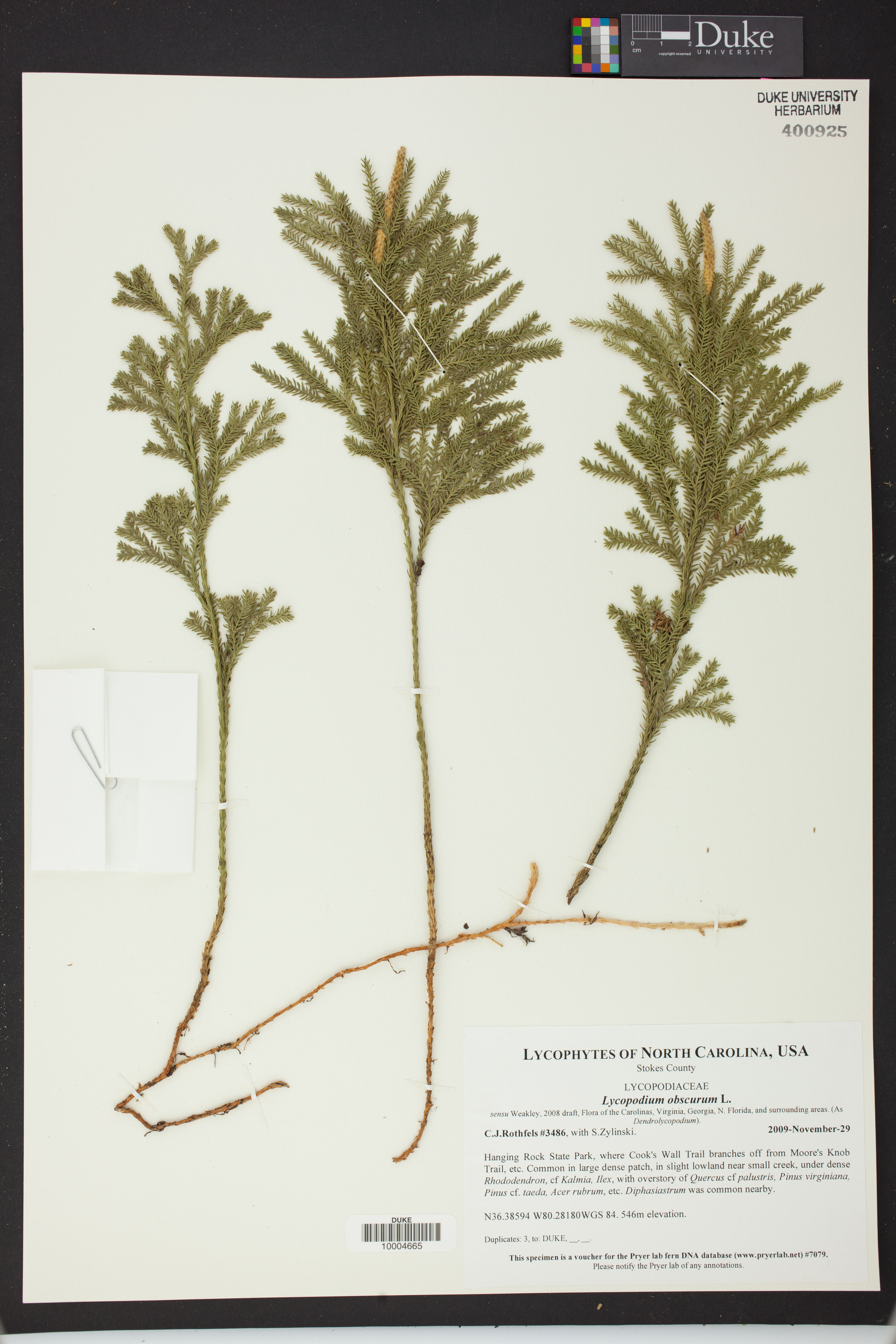 Lycopodium obscurum - 31