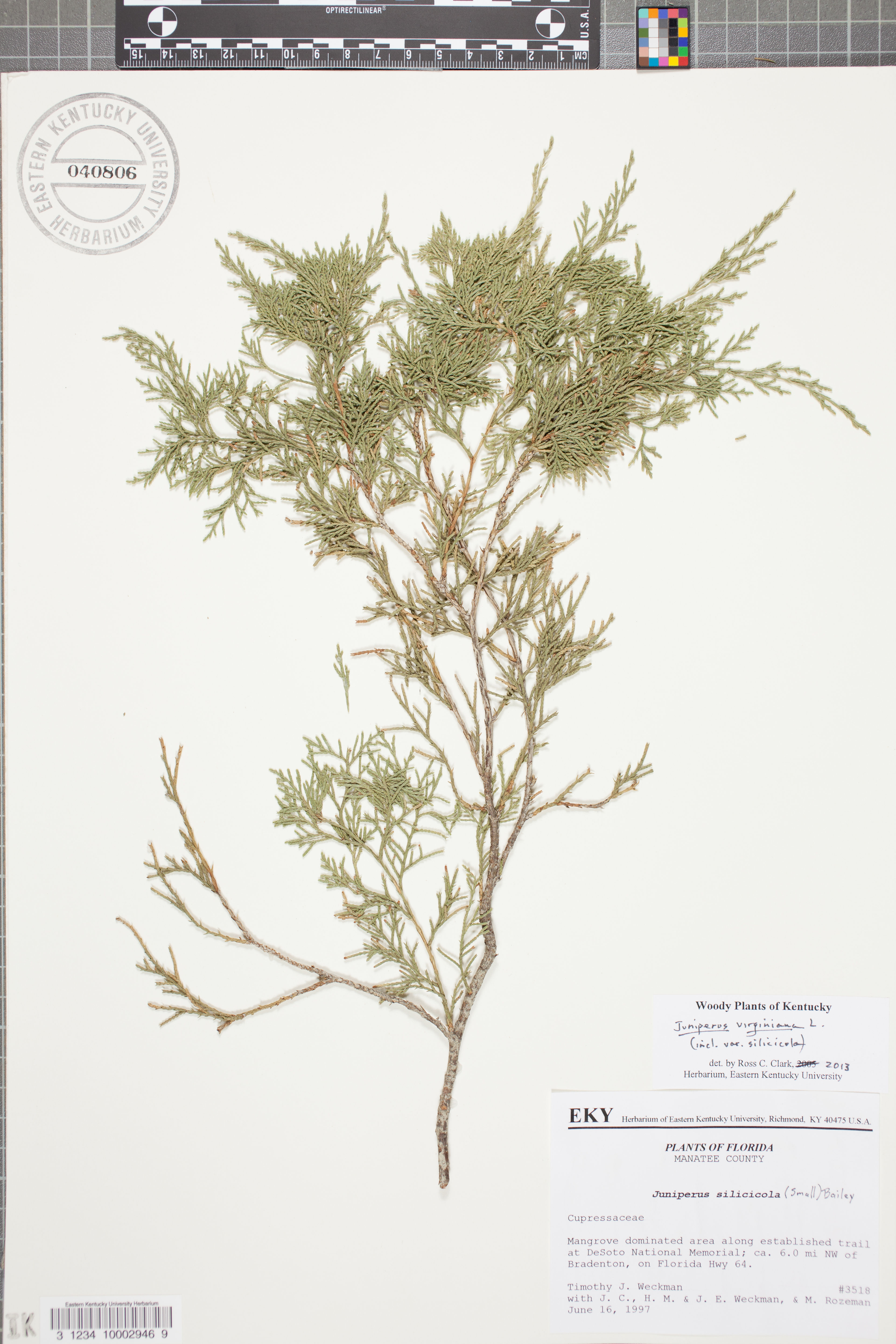 Juniperus silicicola - 78