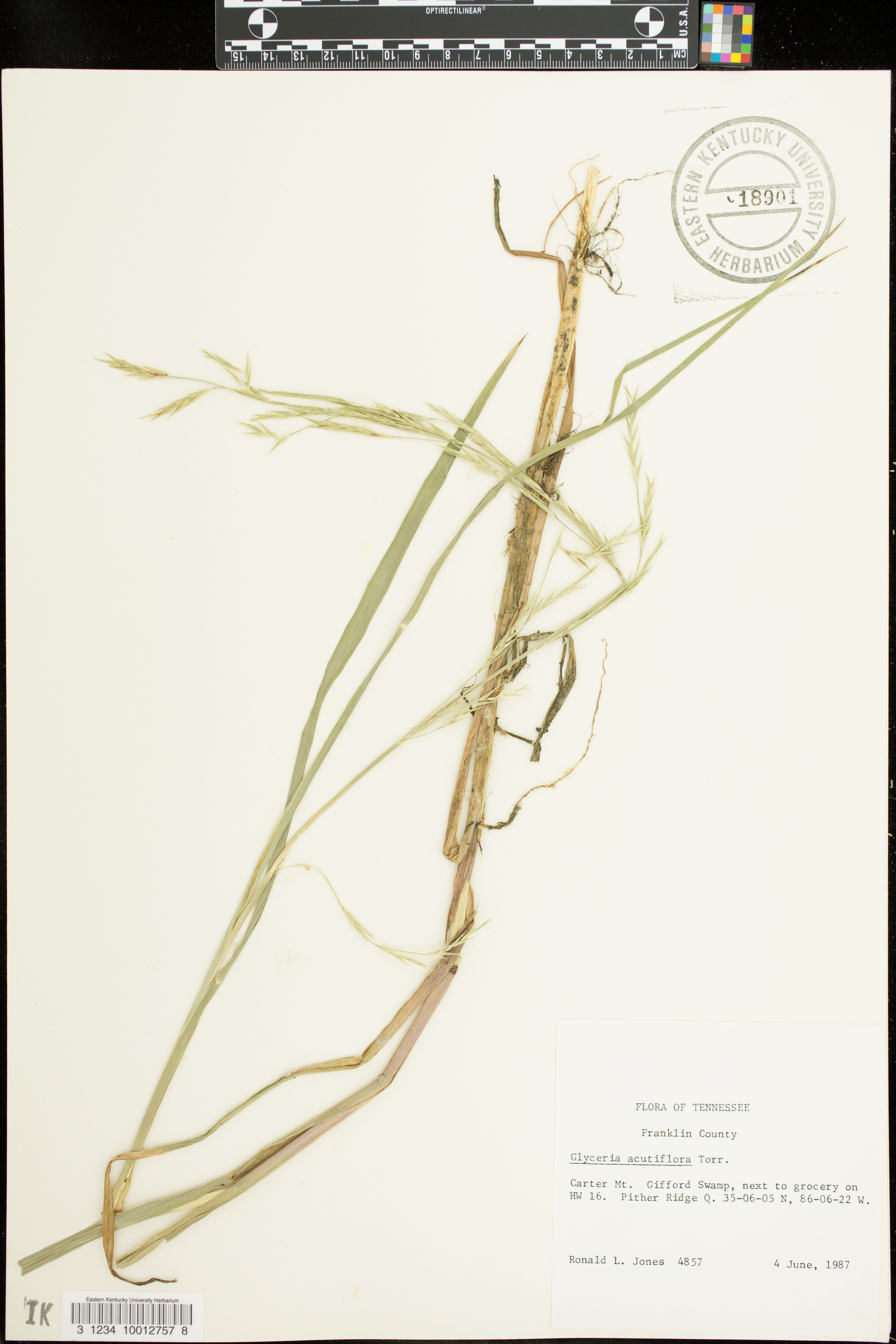 Glyceria acutiflora - 62