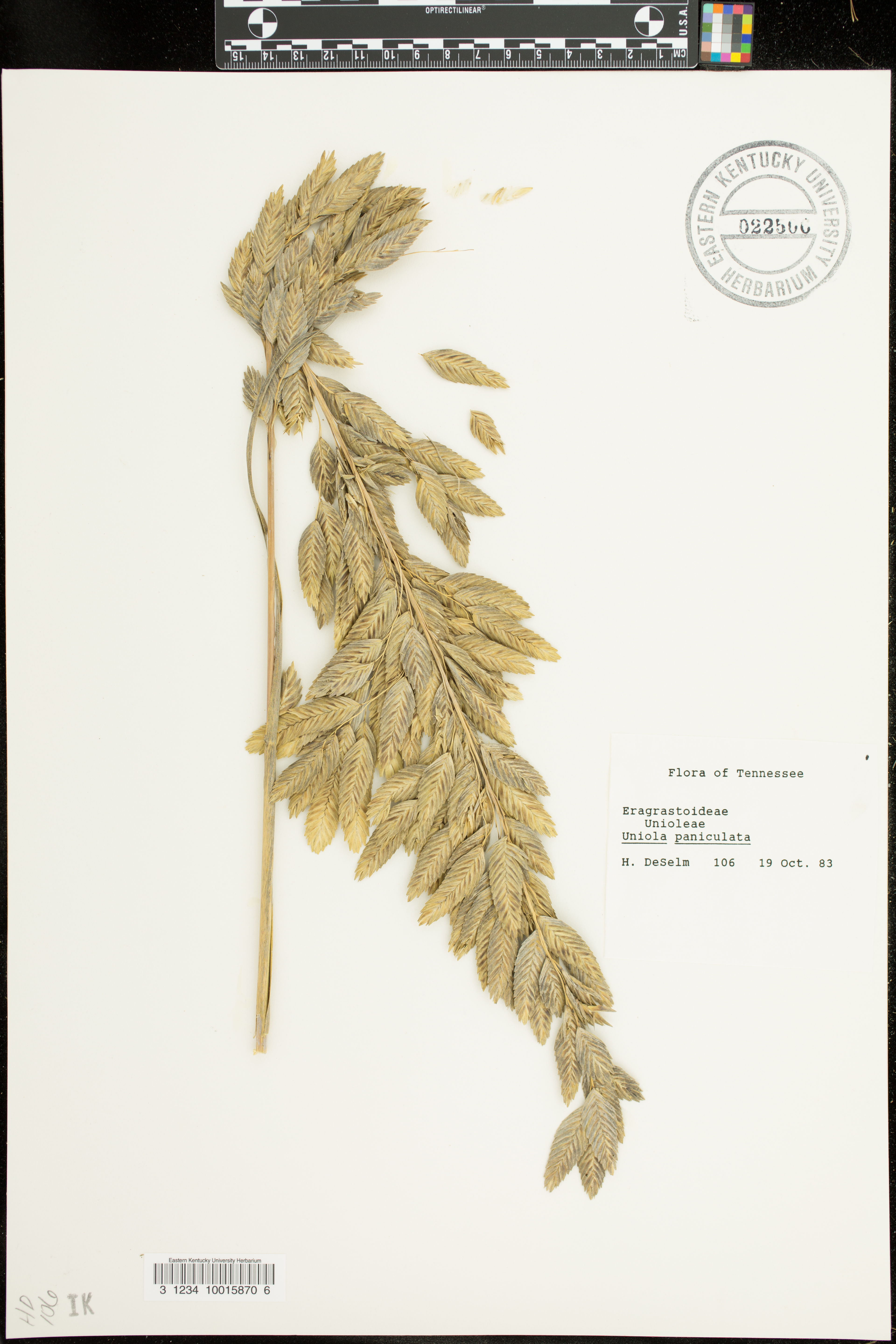 Uniola paniculata - 21