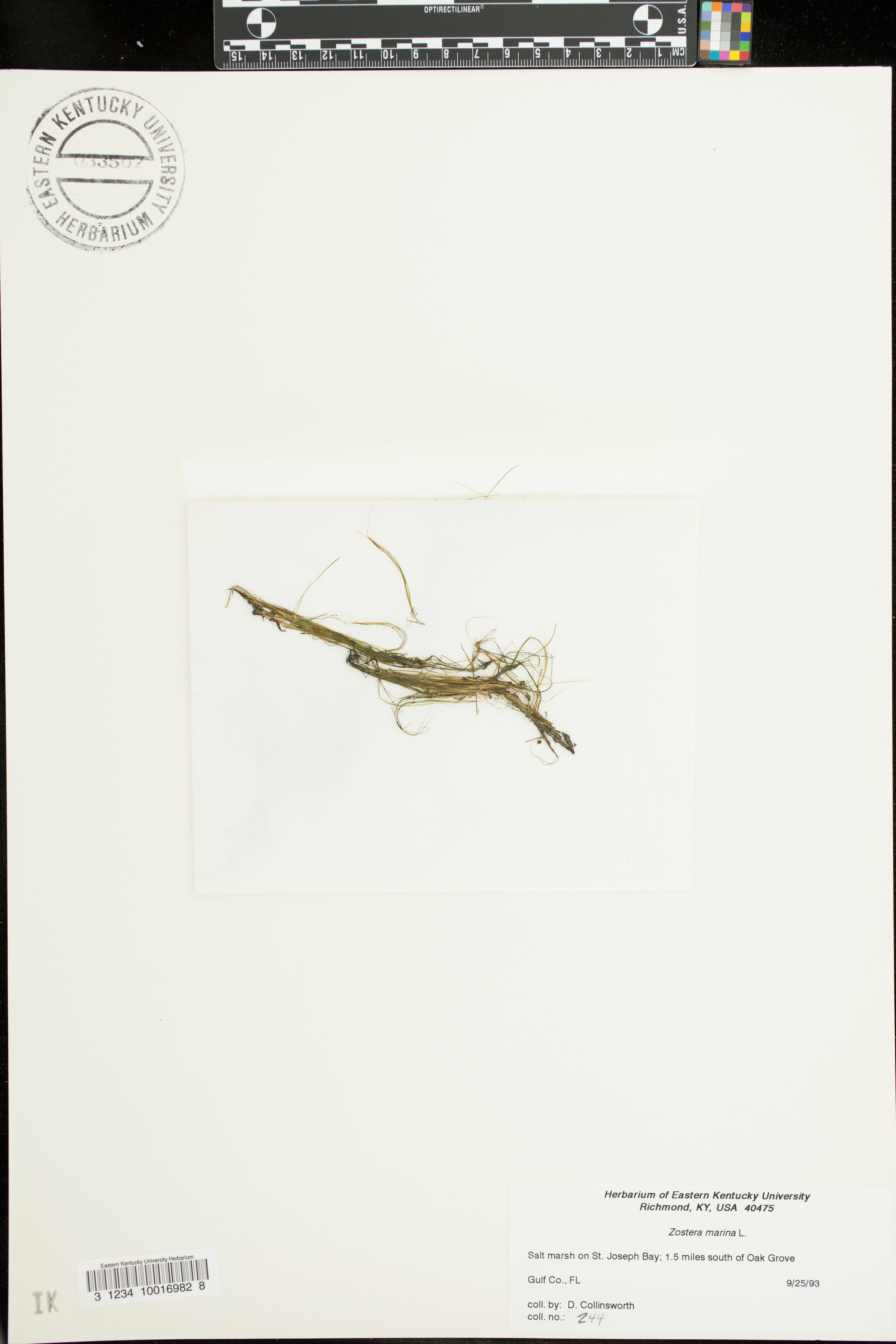 Zostera marina - 27