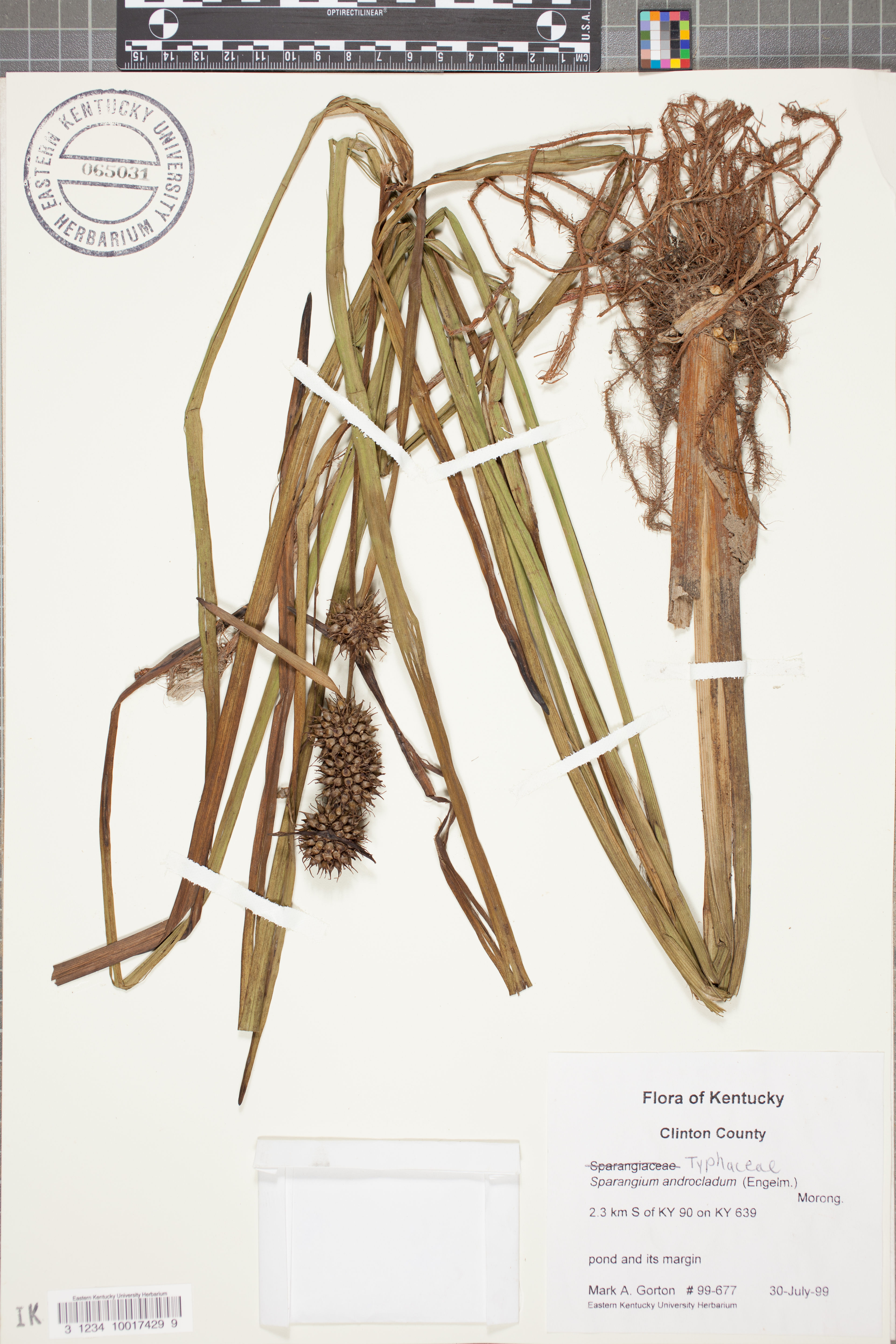 Sparganium androcladum - 219