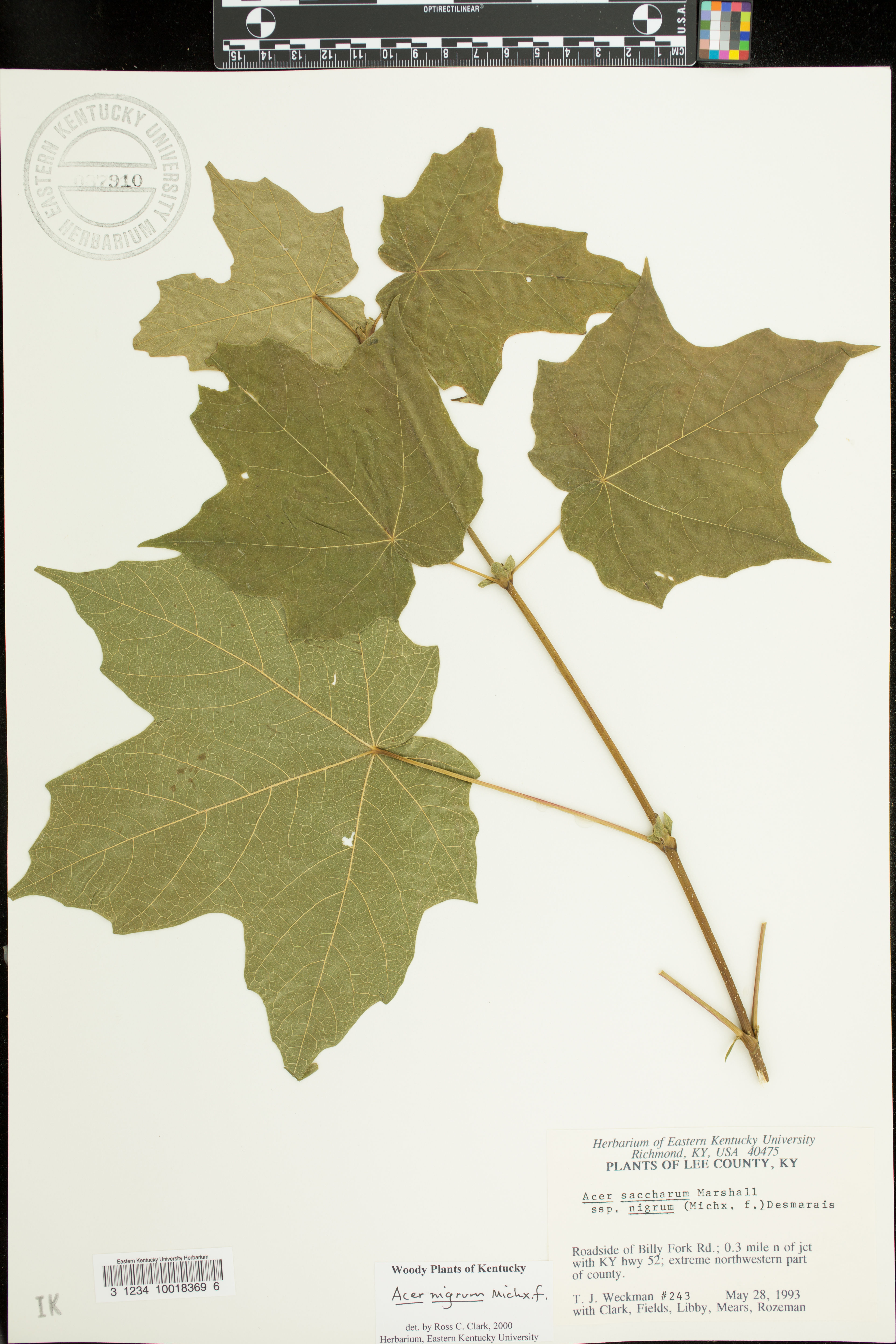 Acer saccharum nigrum - 13
