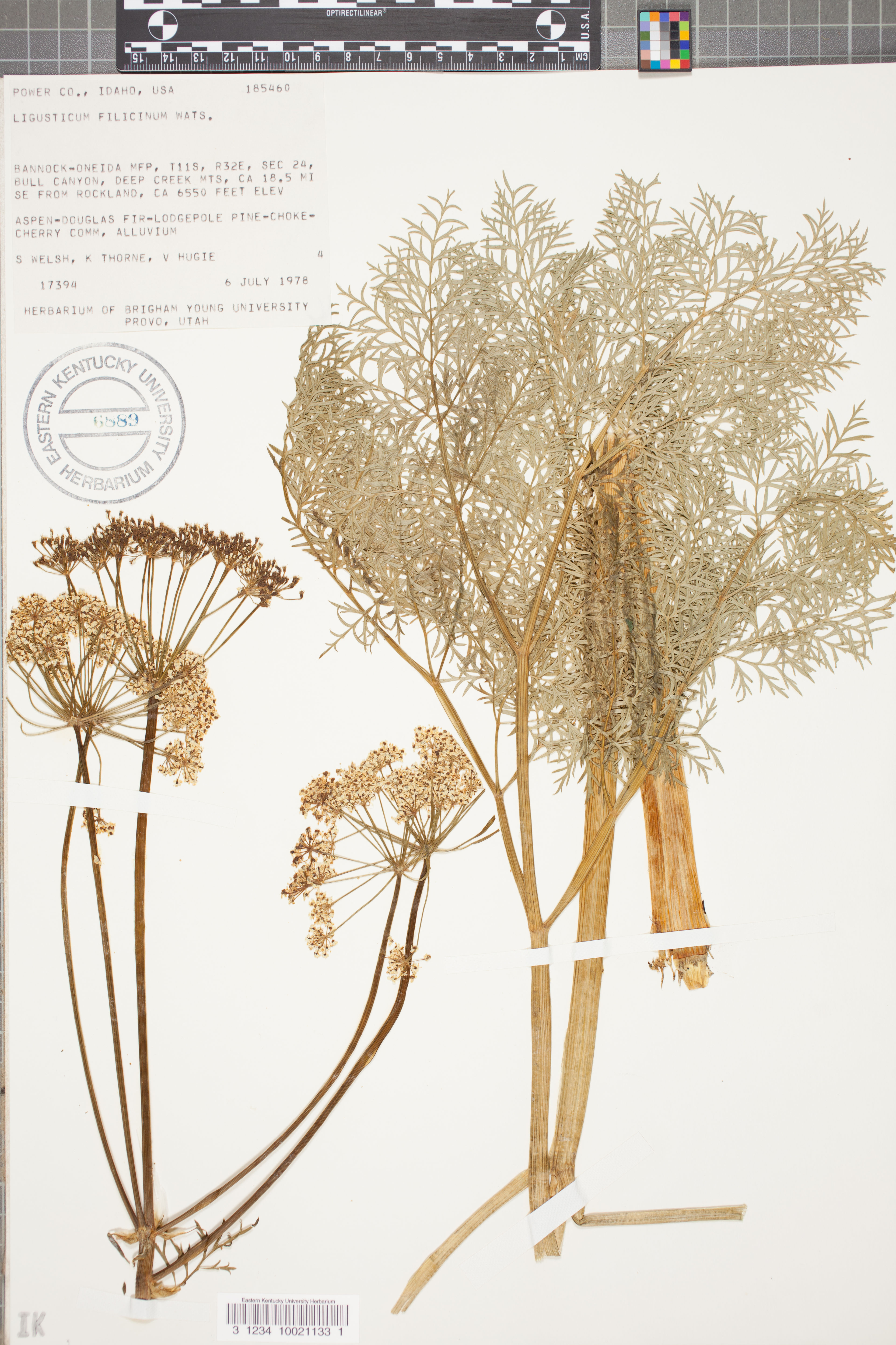 Ligusticum filicinum - 45