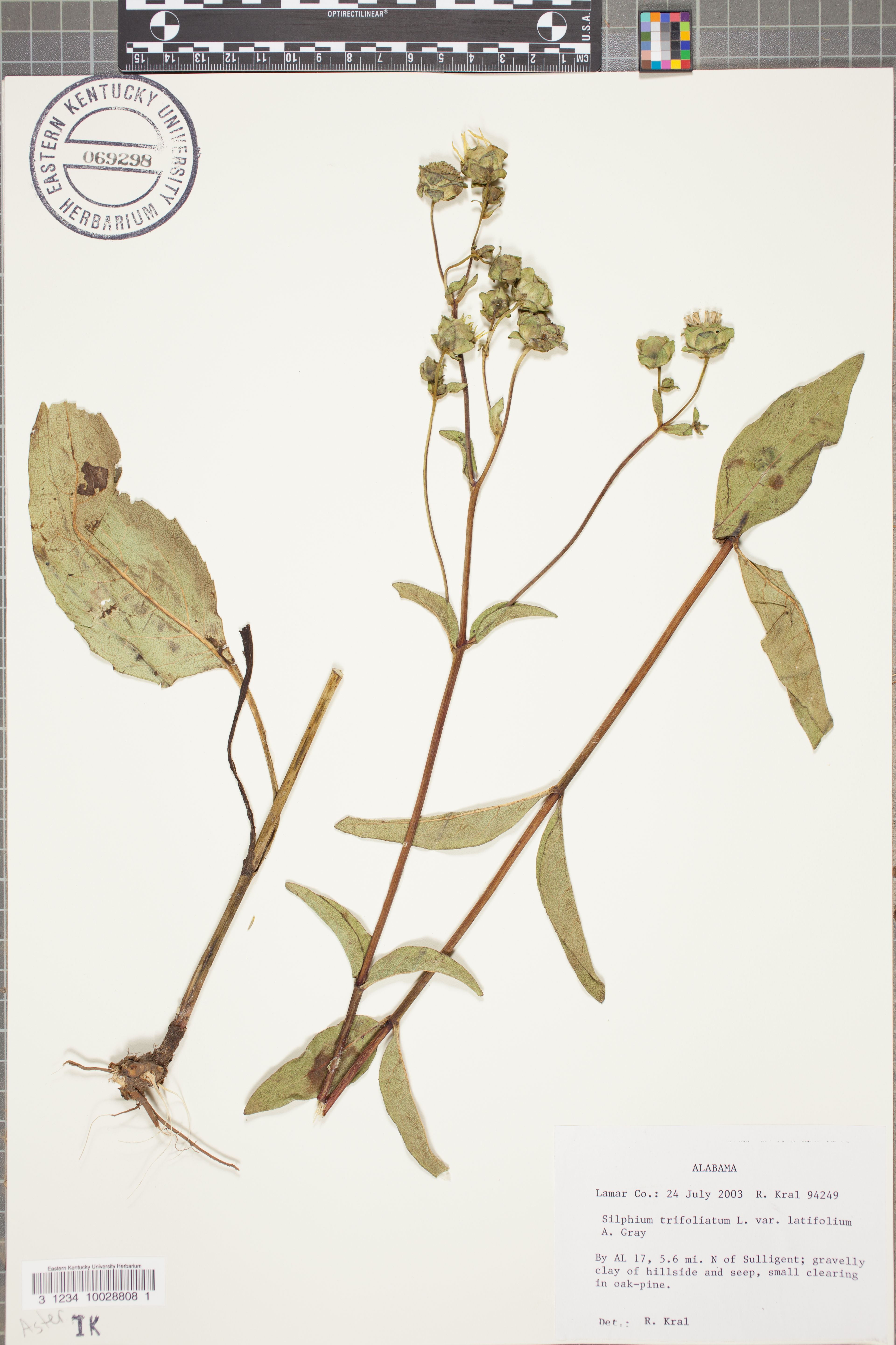 Silphium trifoliatum - 66