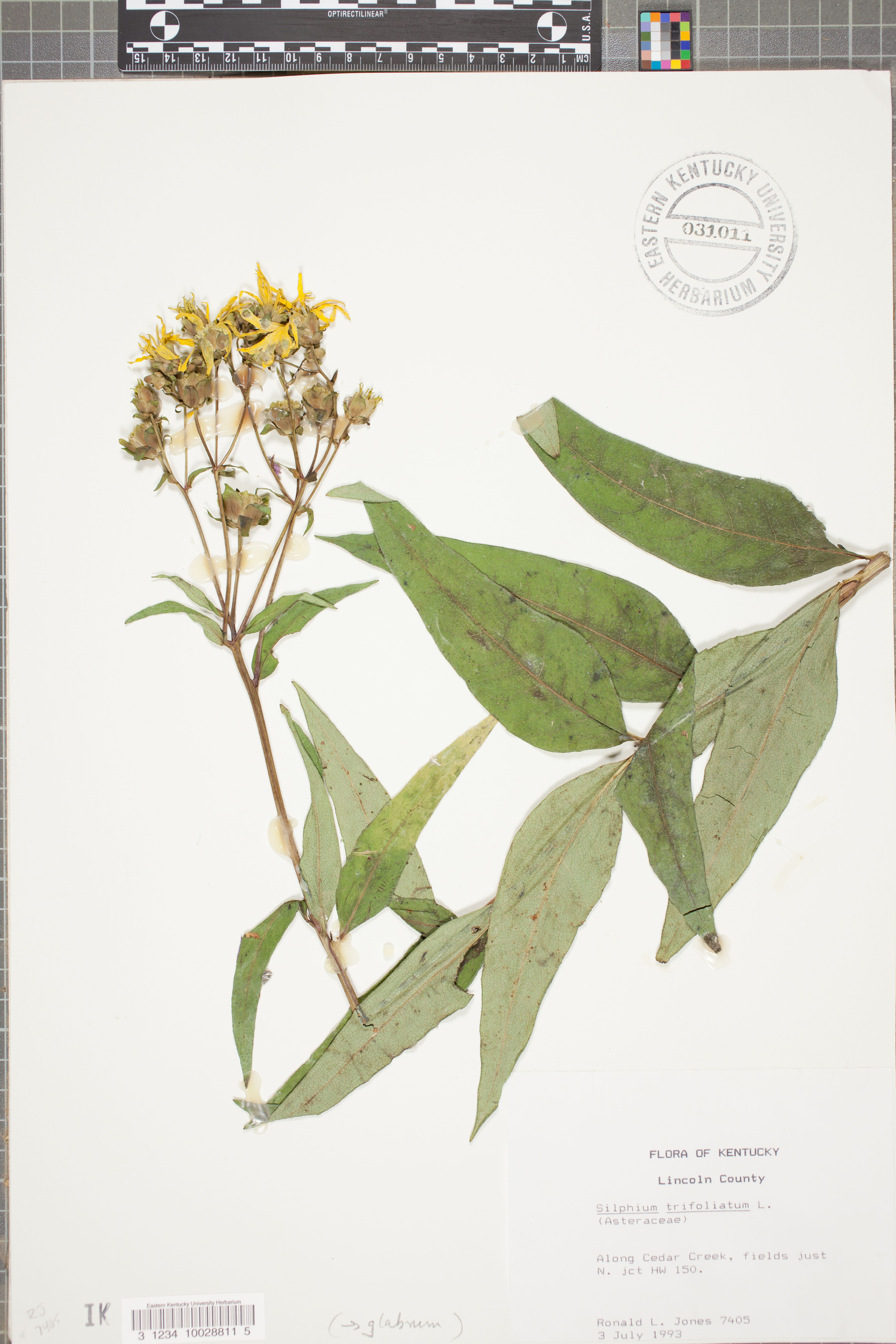 Silphium trifoliatum - 95