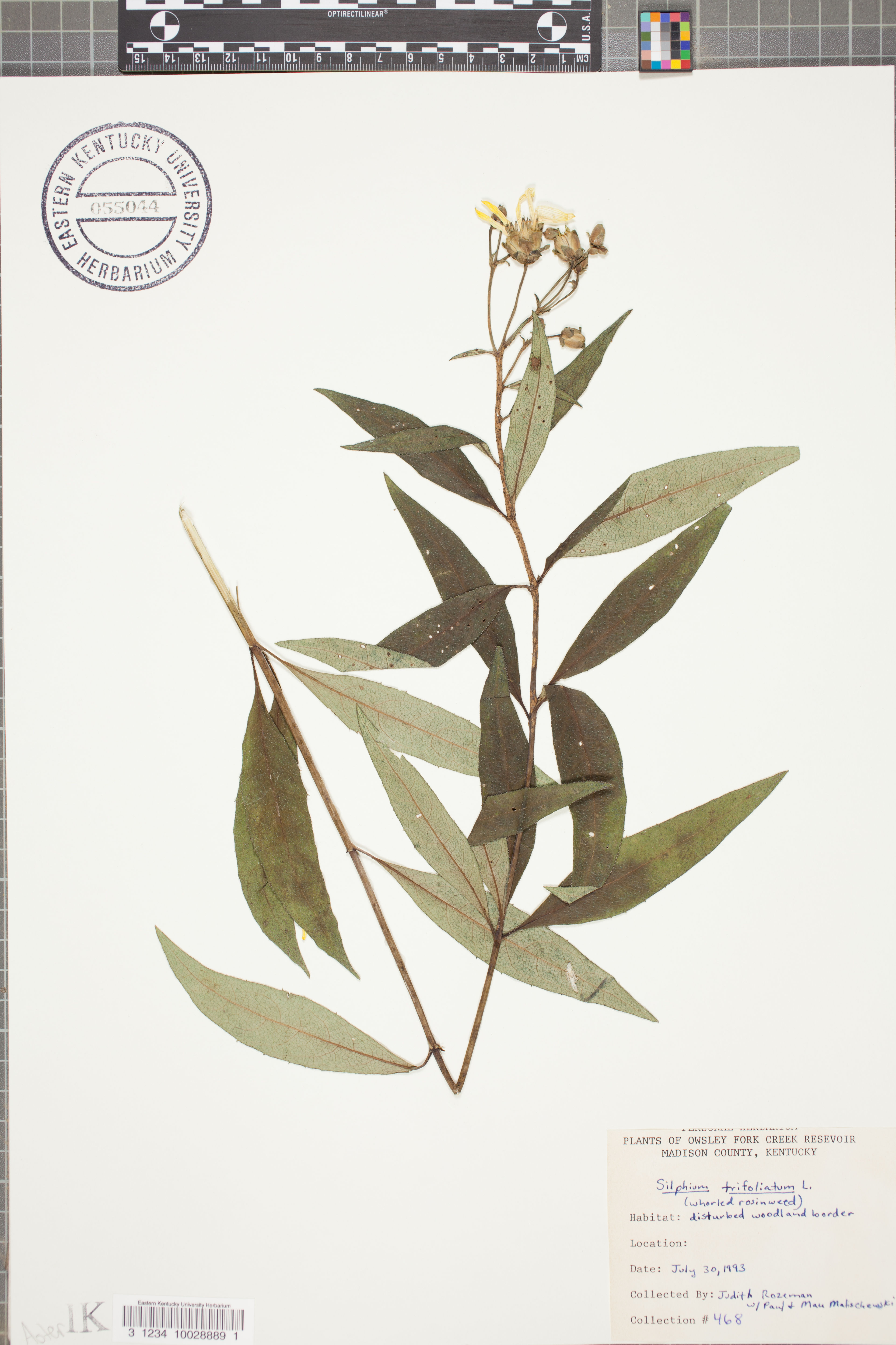 Silphium trifoliatum - 65