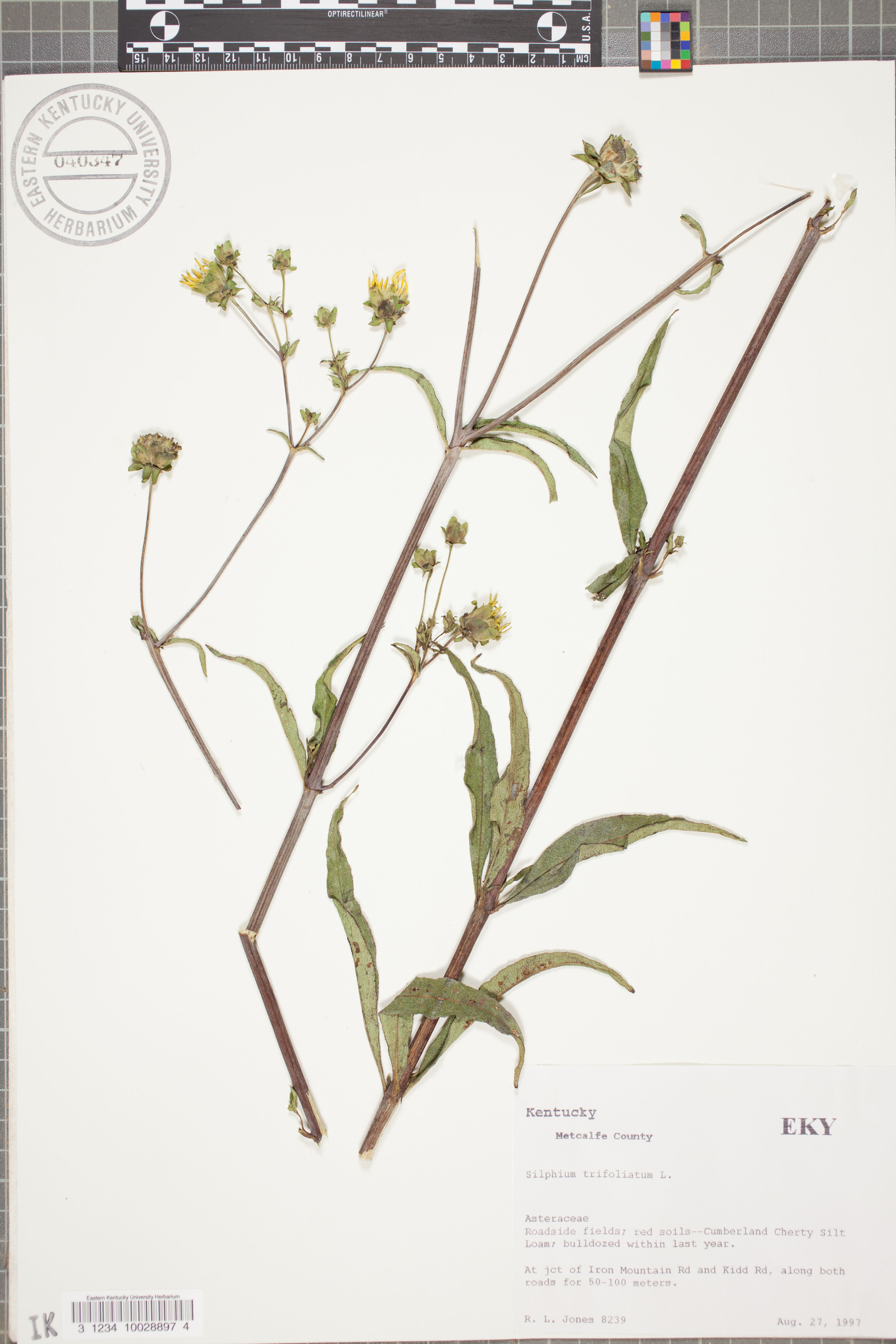 Silphium trifoliatum - 26