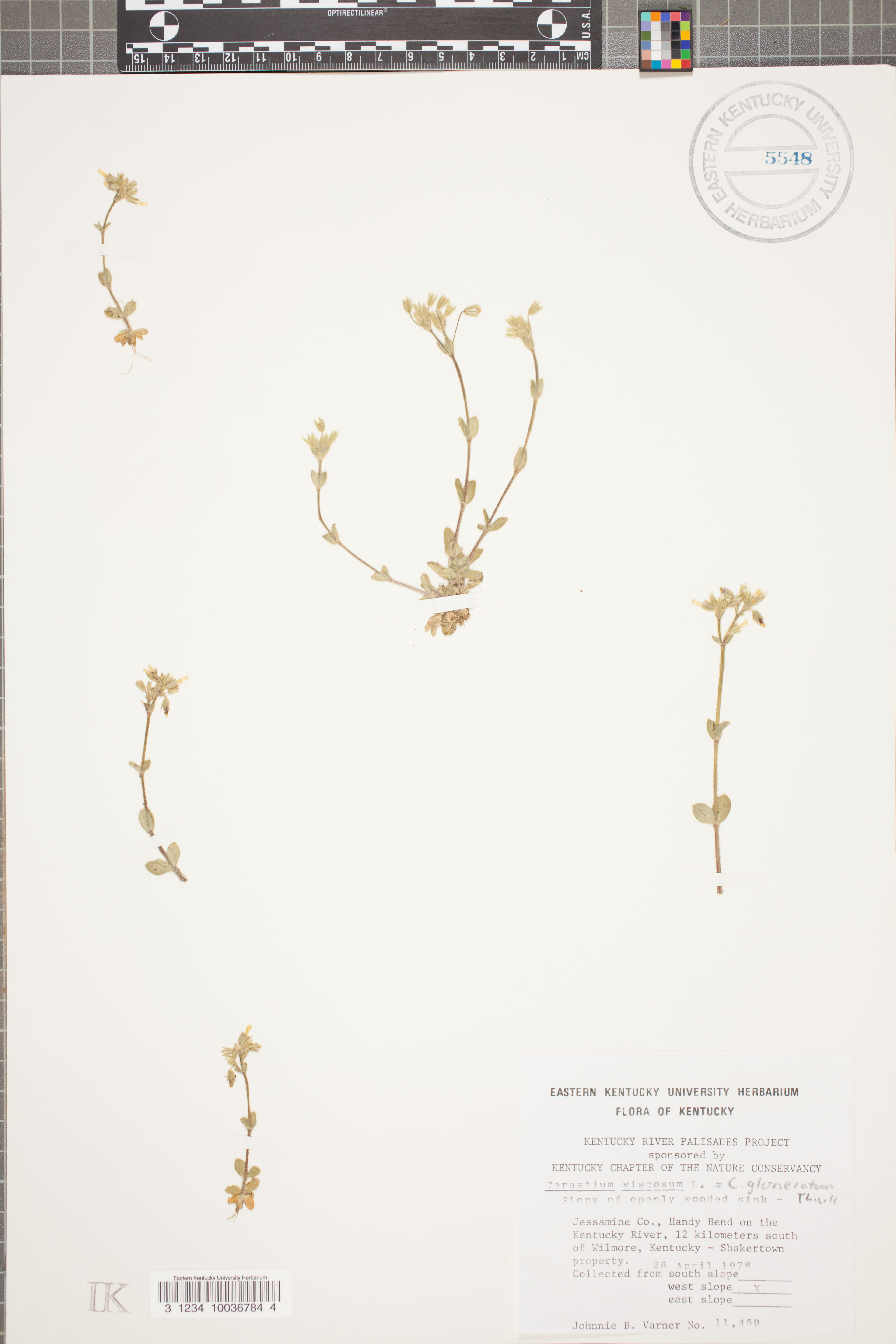 Cerastium viscosum - 1