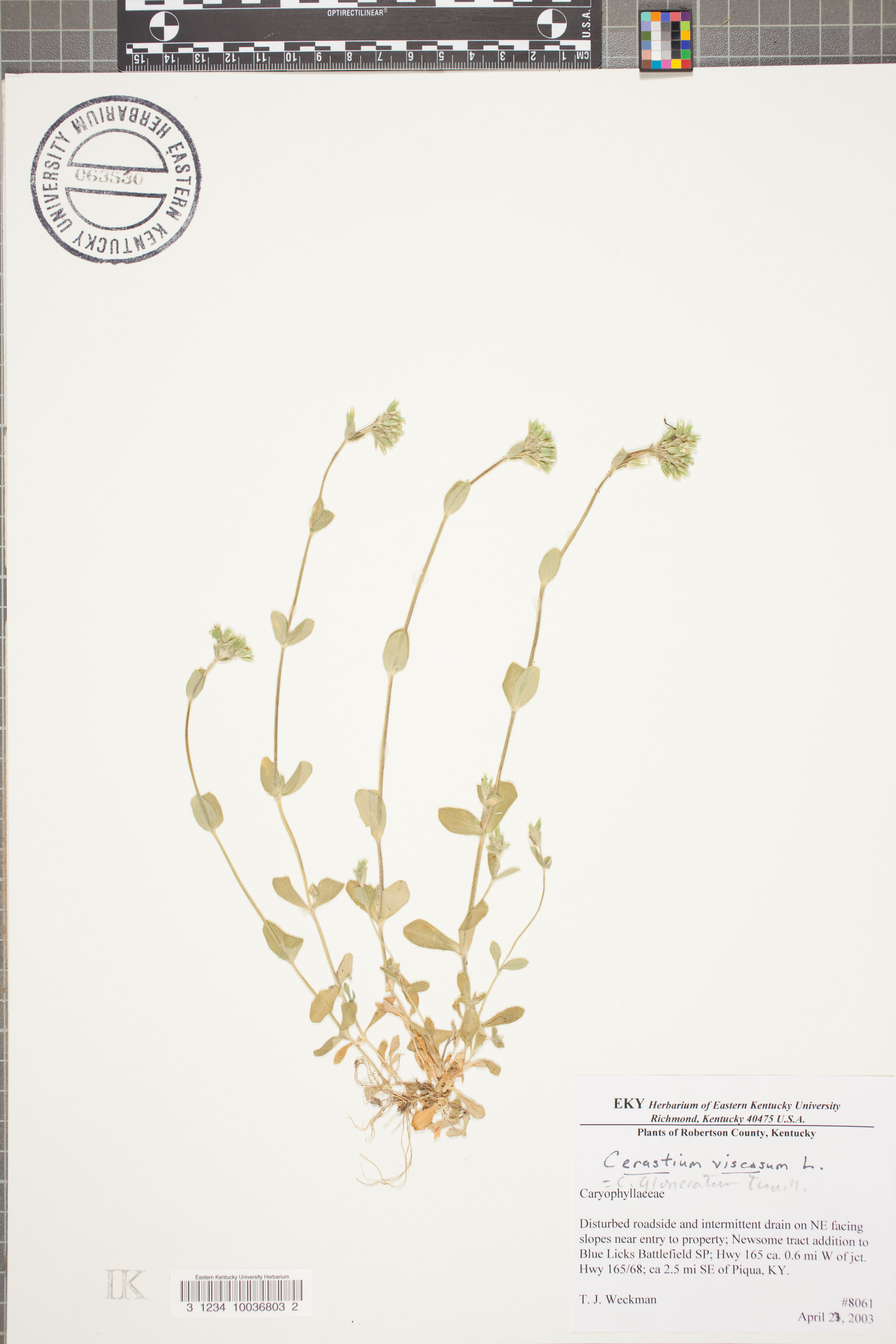 Cerastium viscosum - 44