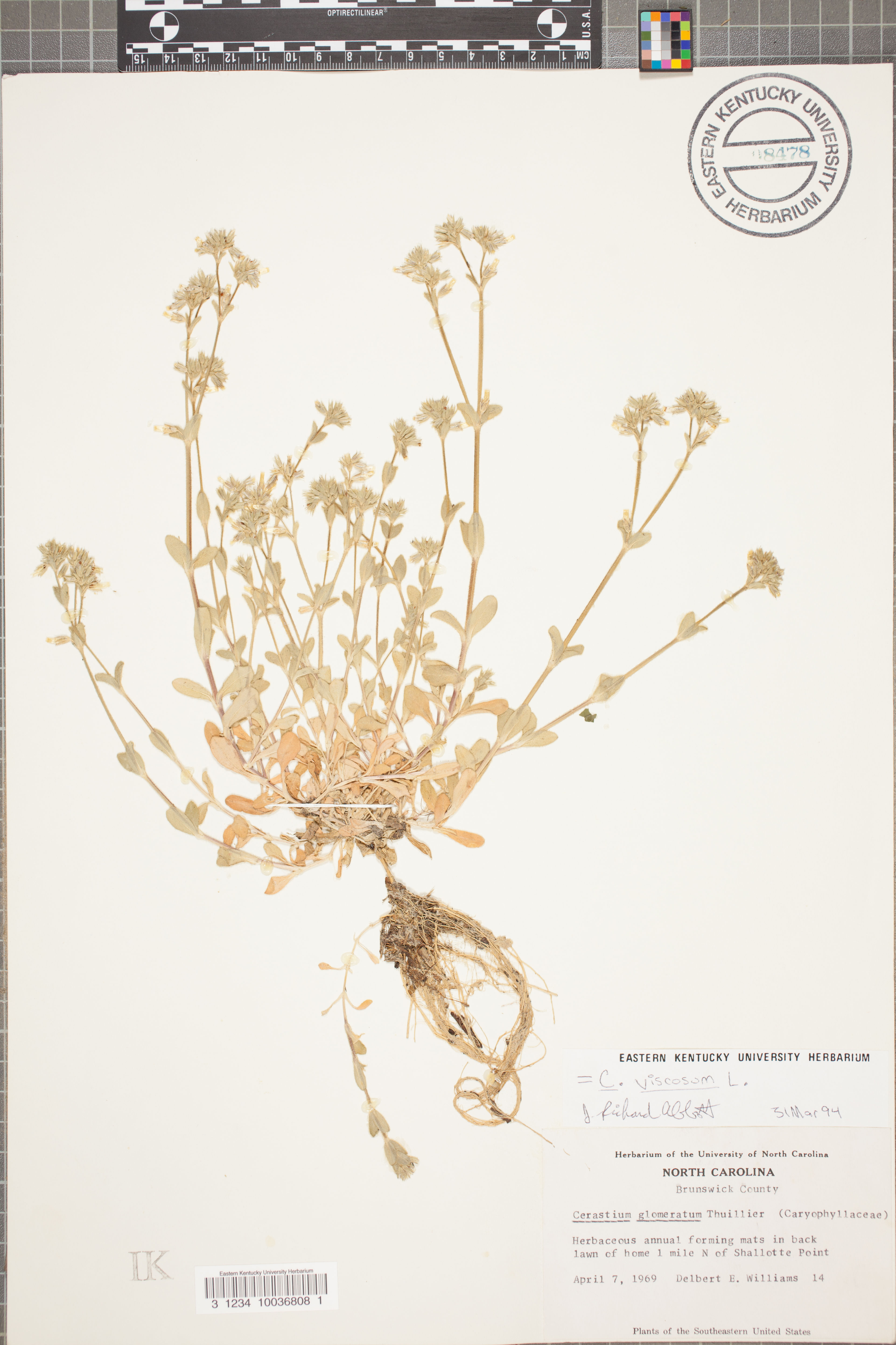 Cerastium viscosum - 30