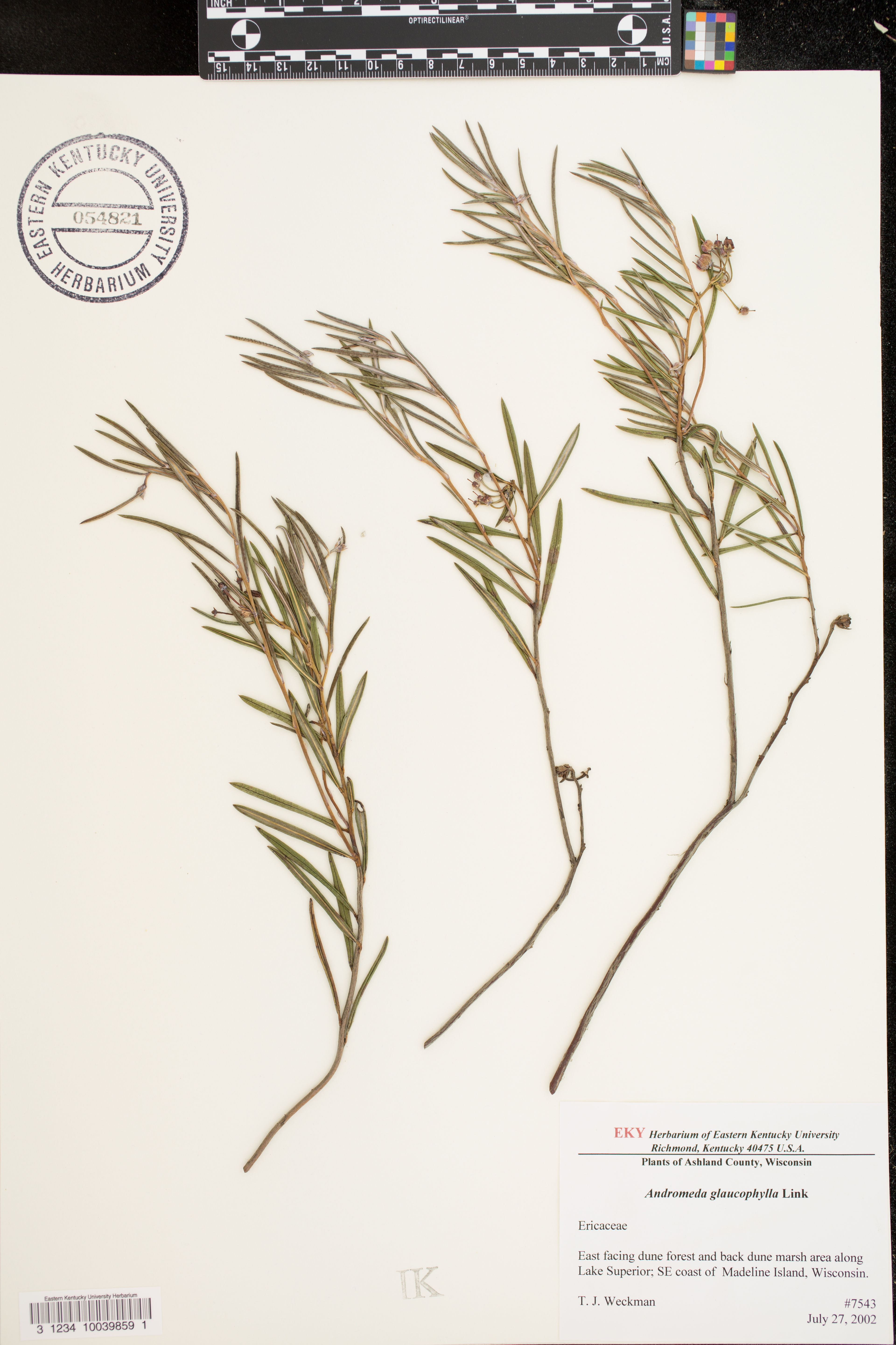 Andromeda glaucophylla - 44