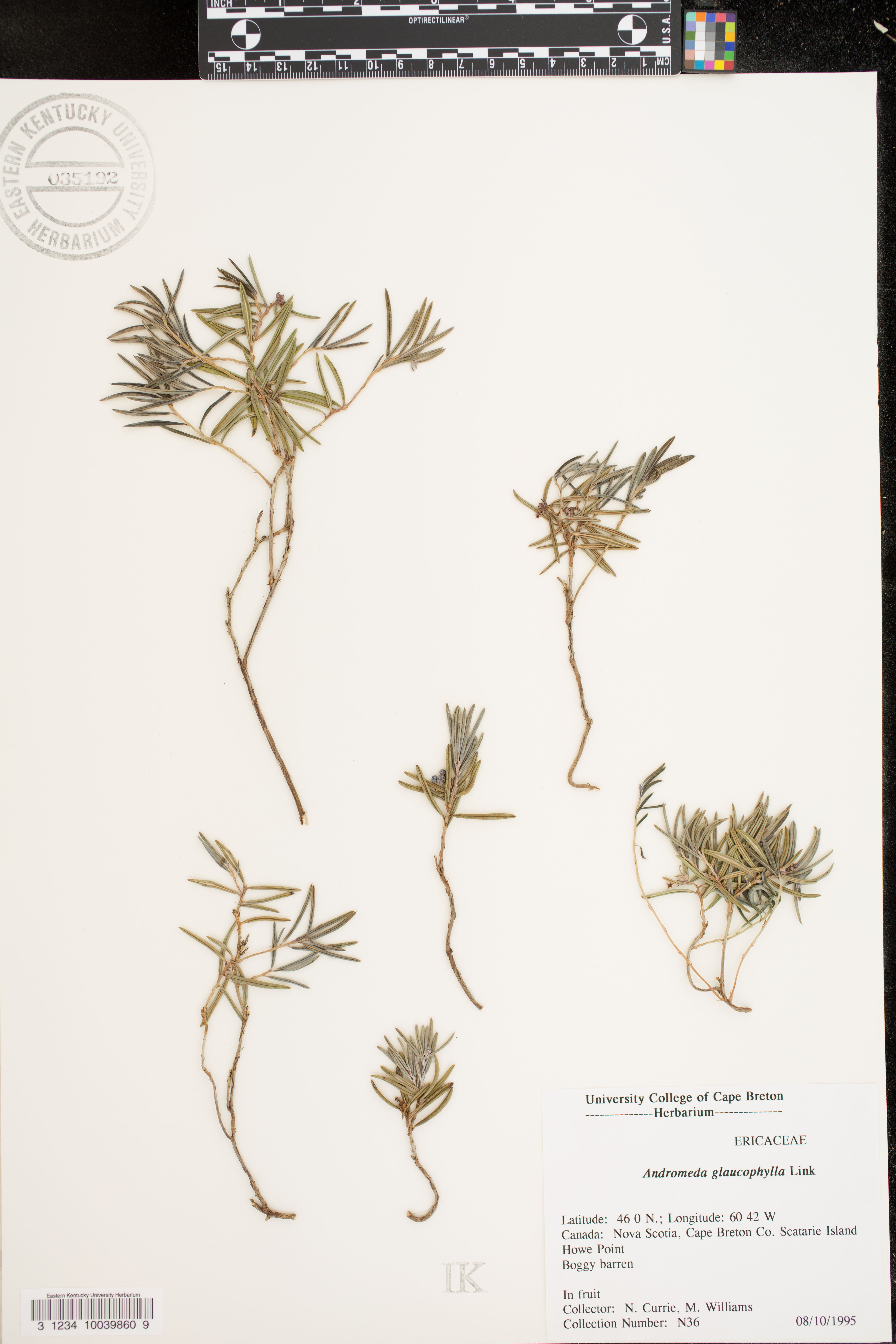 Andromeda glaucophylla - 16