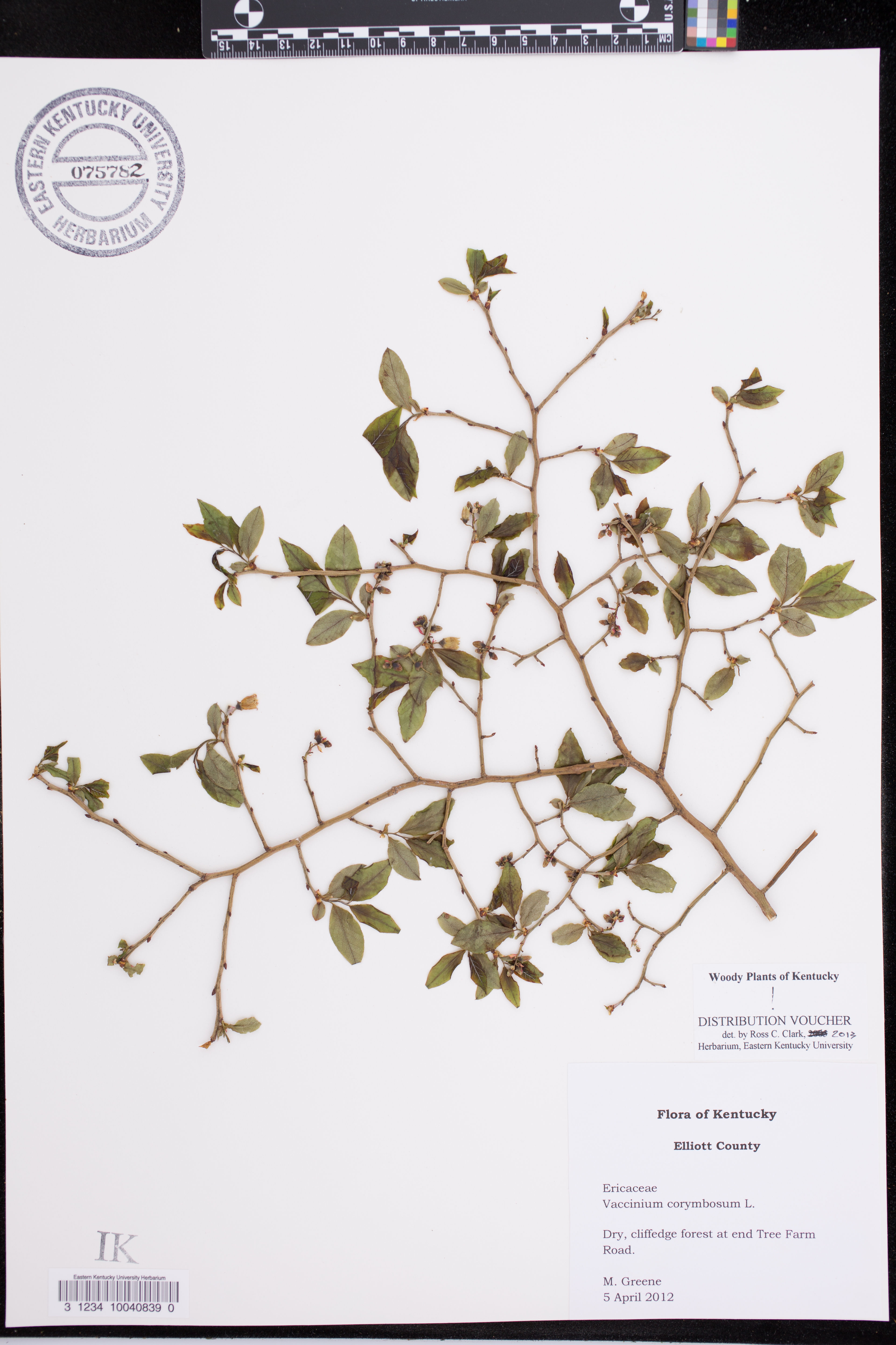 Vaccinium simulatum - 113