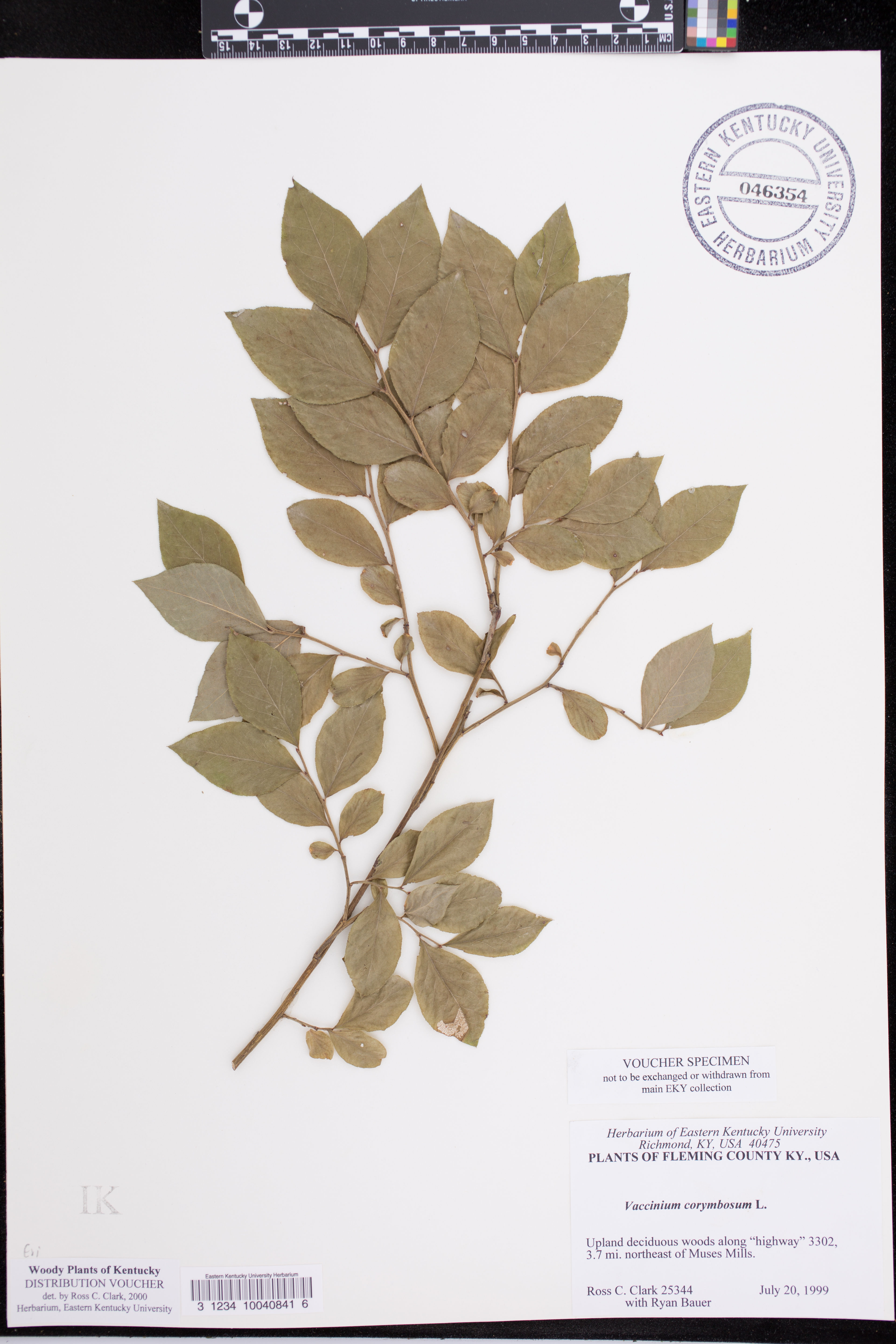 Vaccinium simulatum - 83