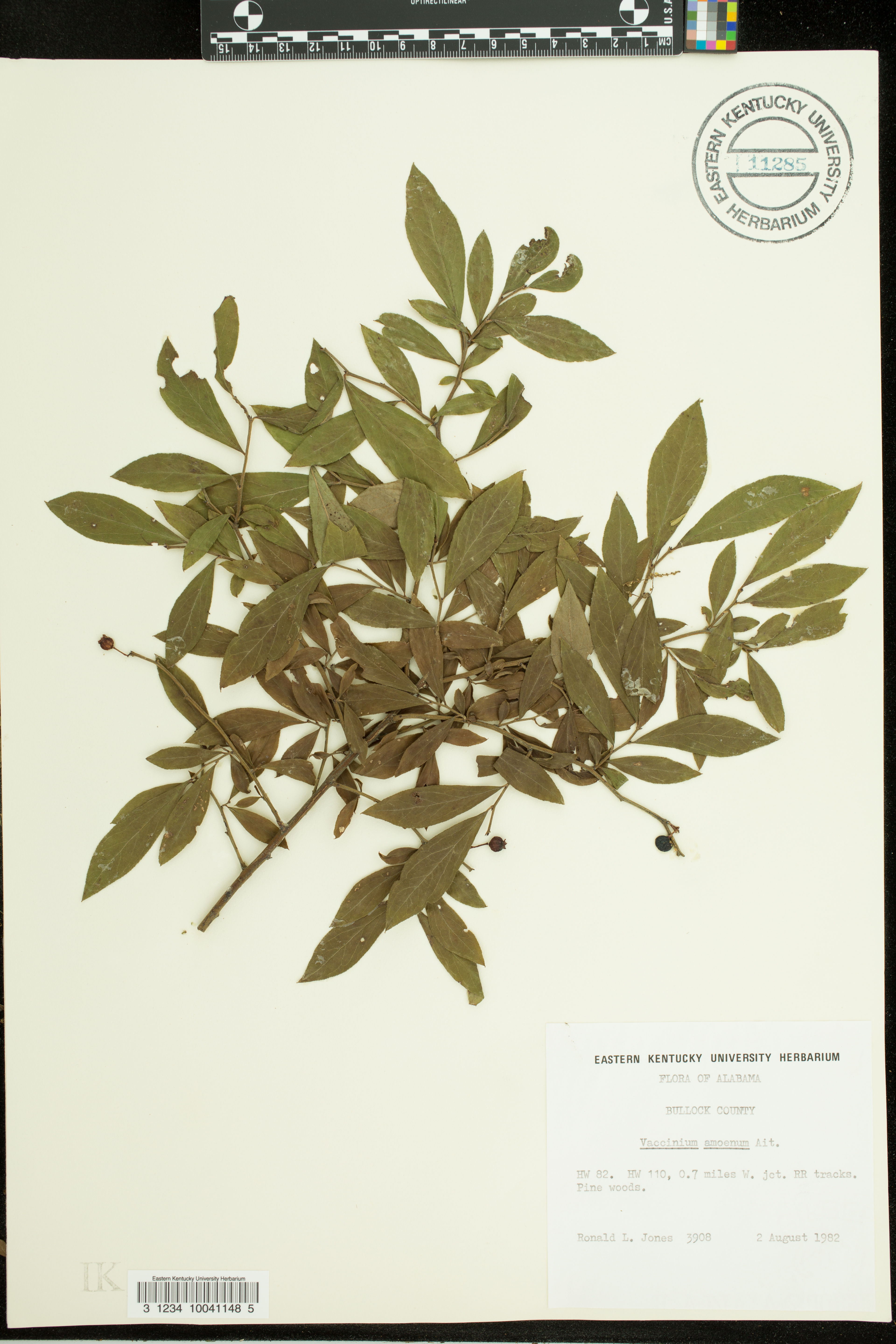 Vaccinium amoenum - 7