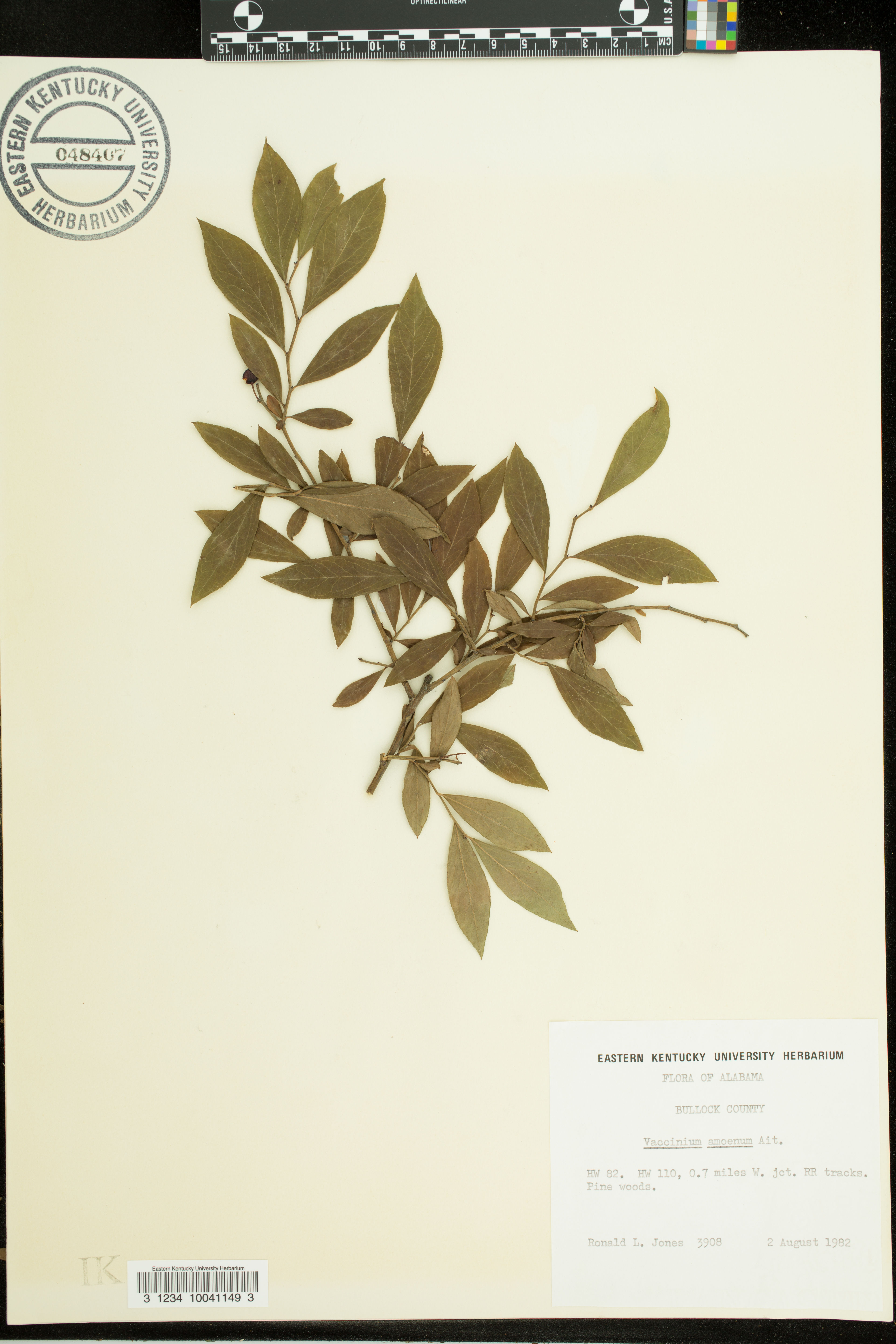 Vaccinium amoenum - 49