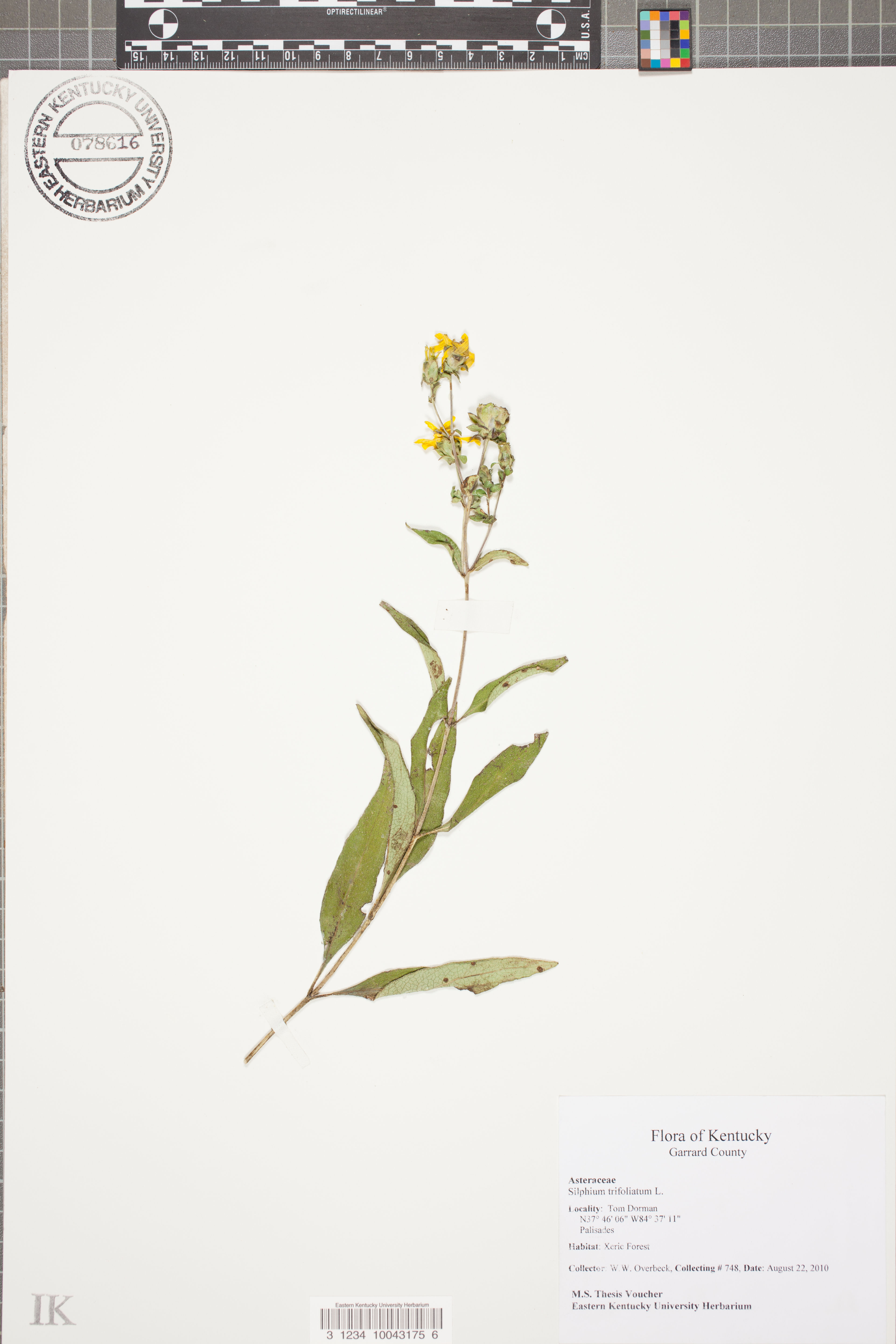 Silphium trifoliatum - 89