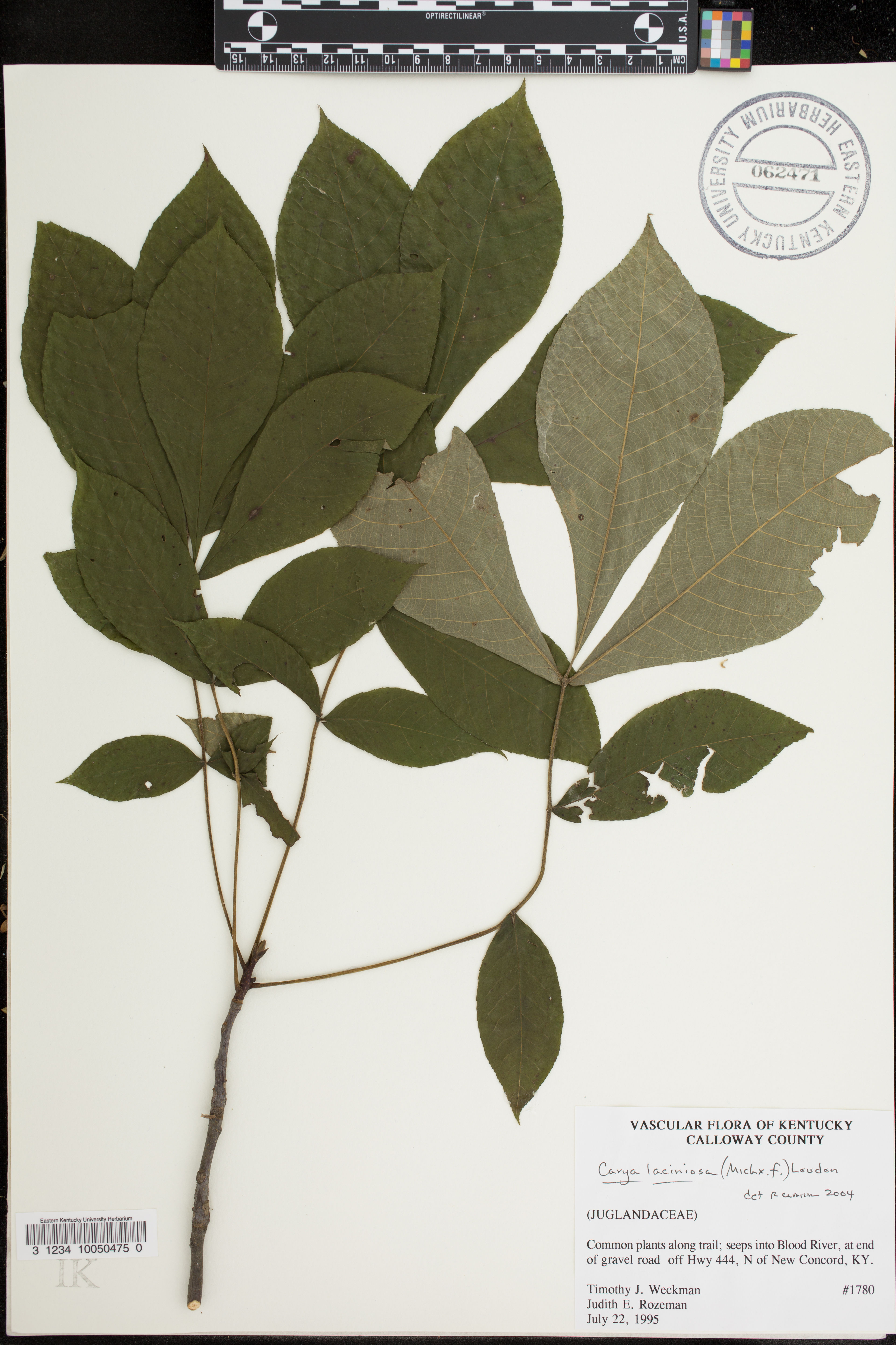 Carya laciniosa - 120