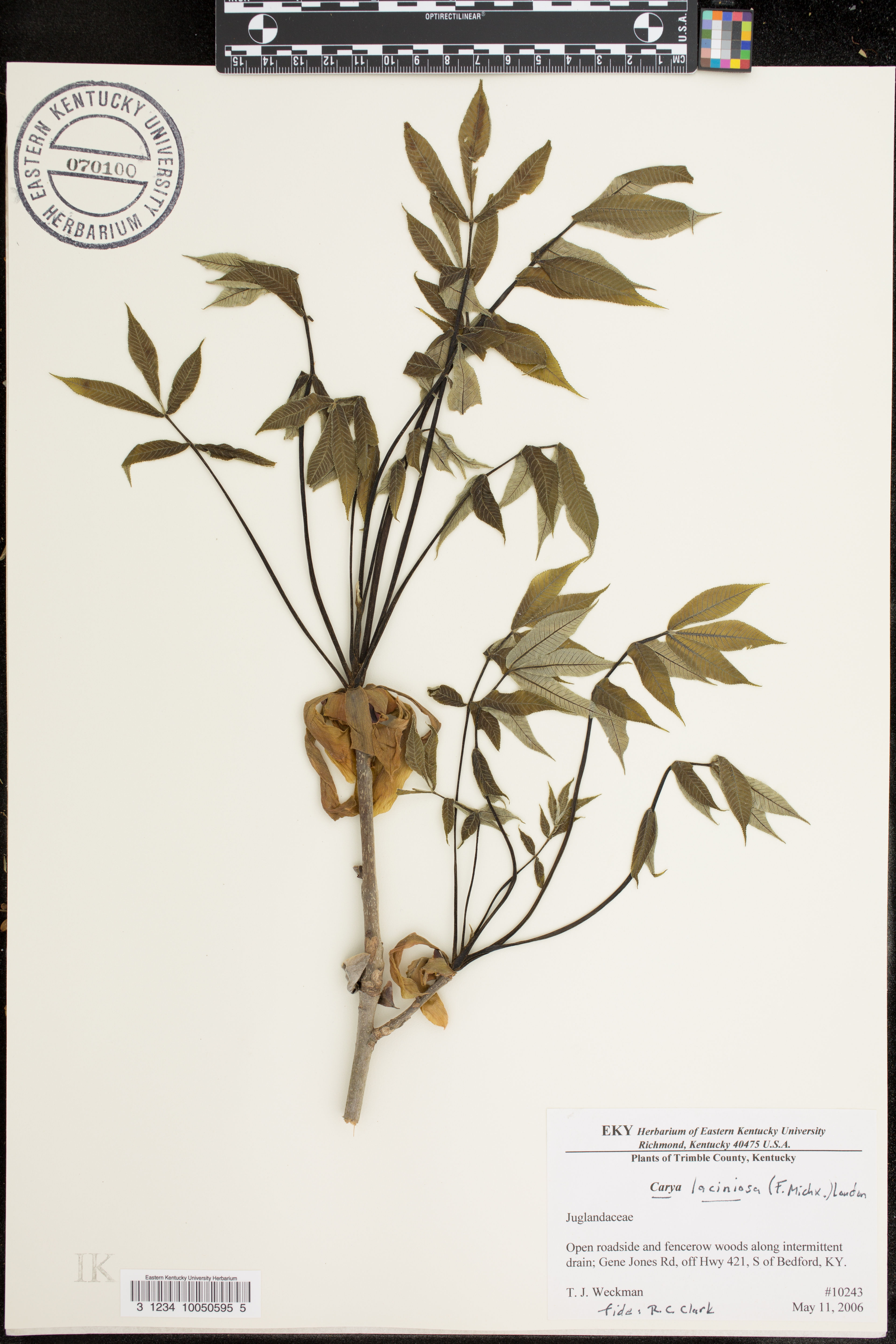 Carya laciniosa - 37