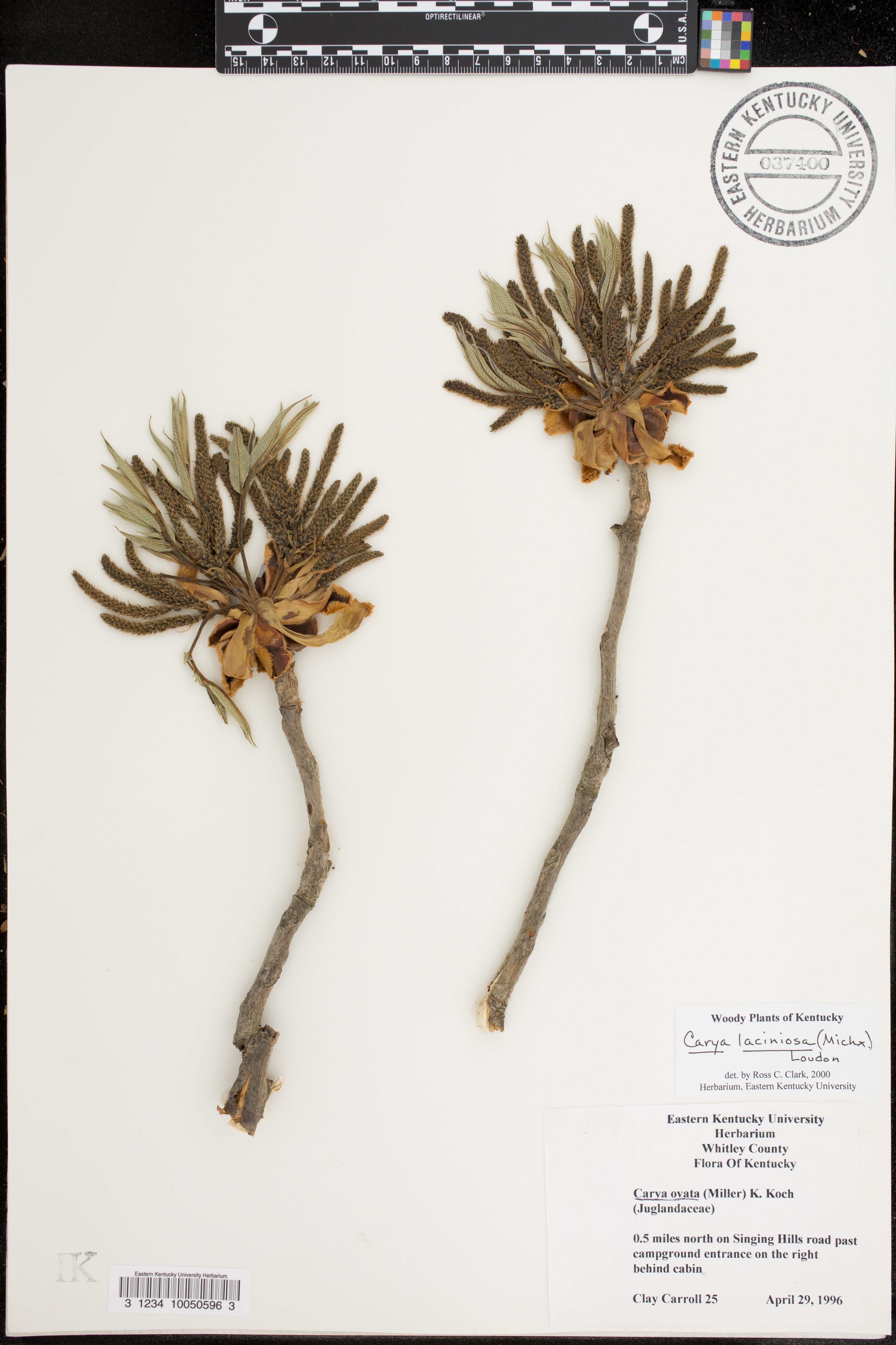 Carya laciniosa - 49