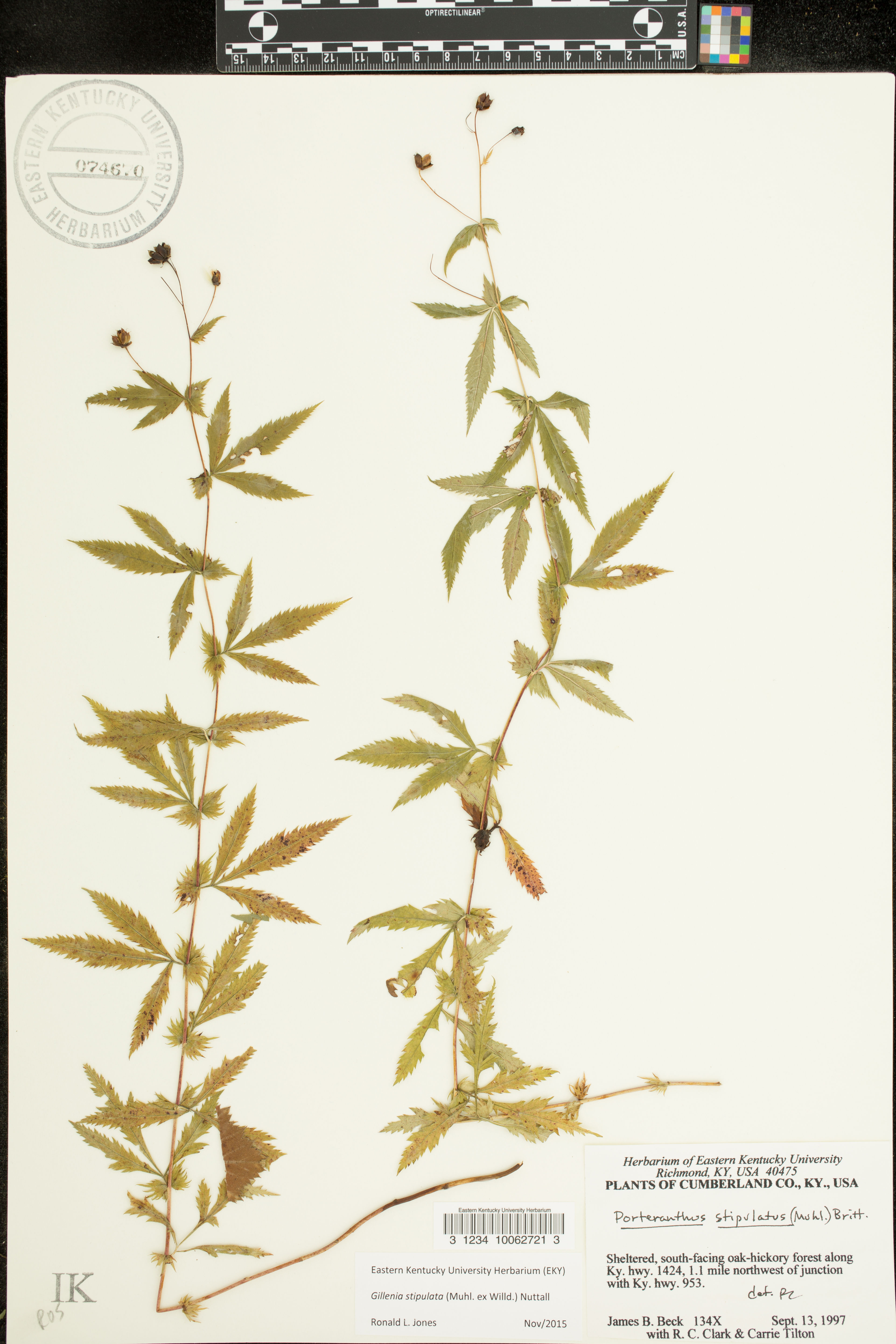 Gillenia stipulata - 88