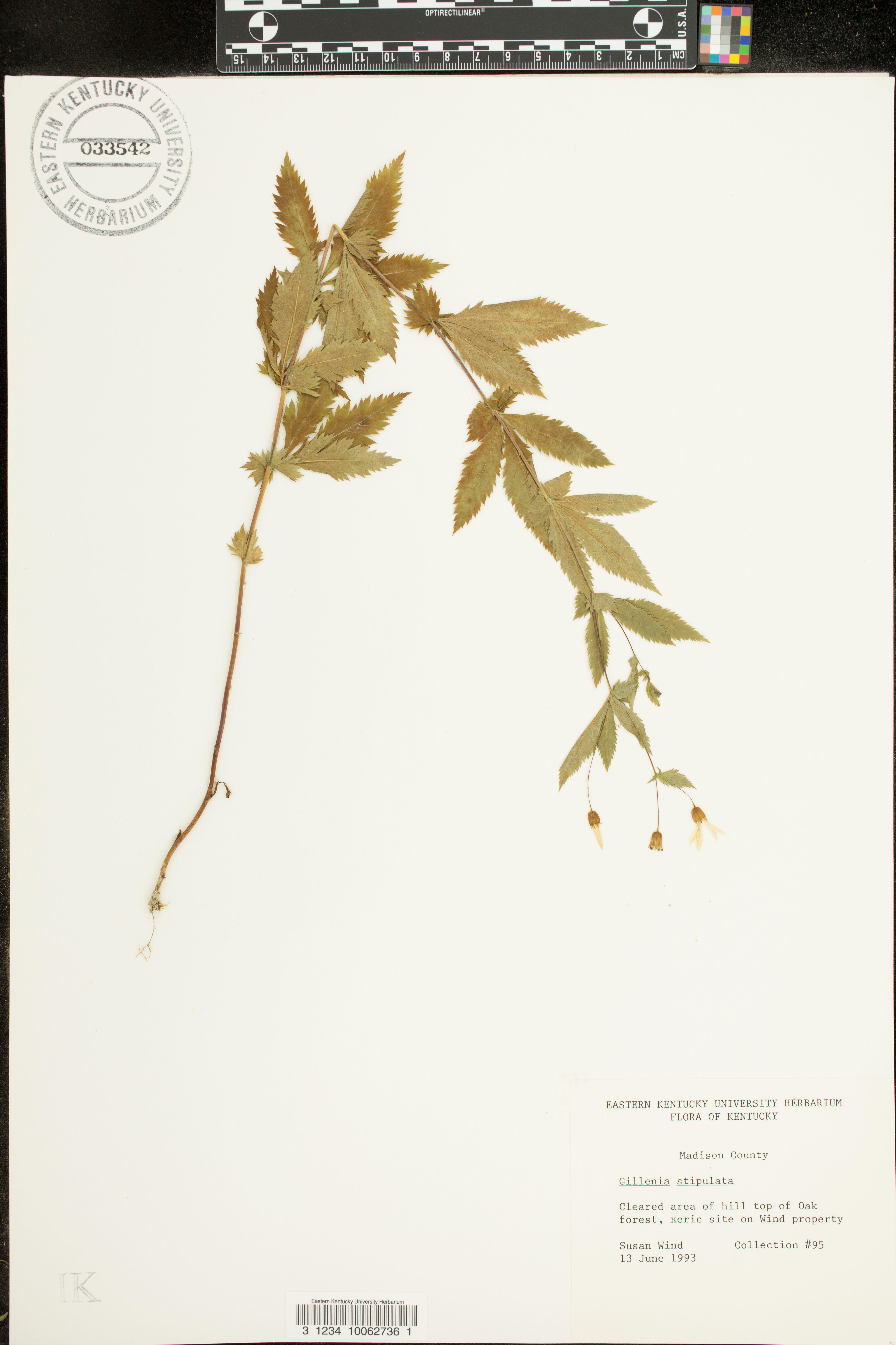 Gillenia stipulata - 54