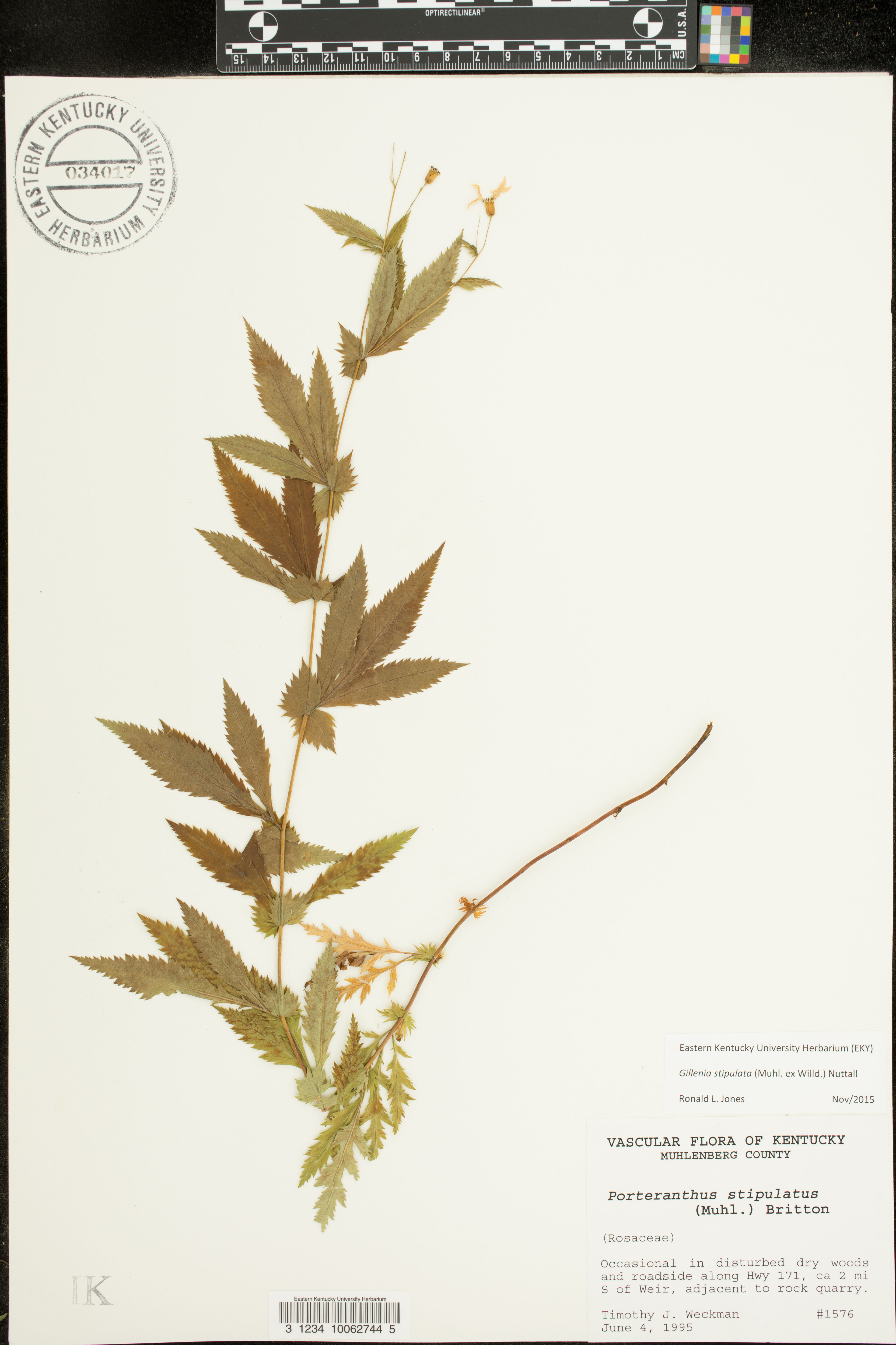 Gillenia stipulata - 34