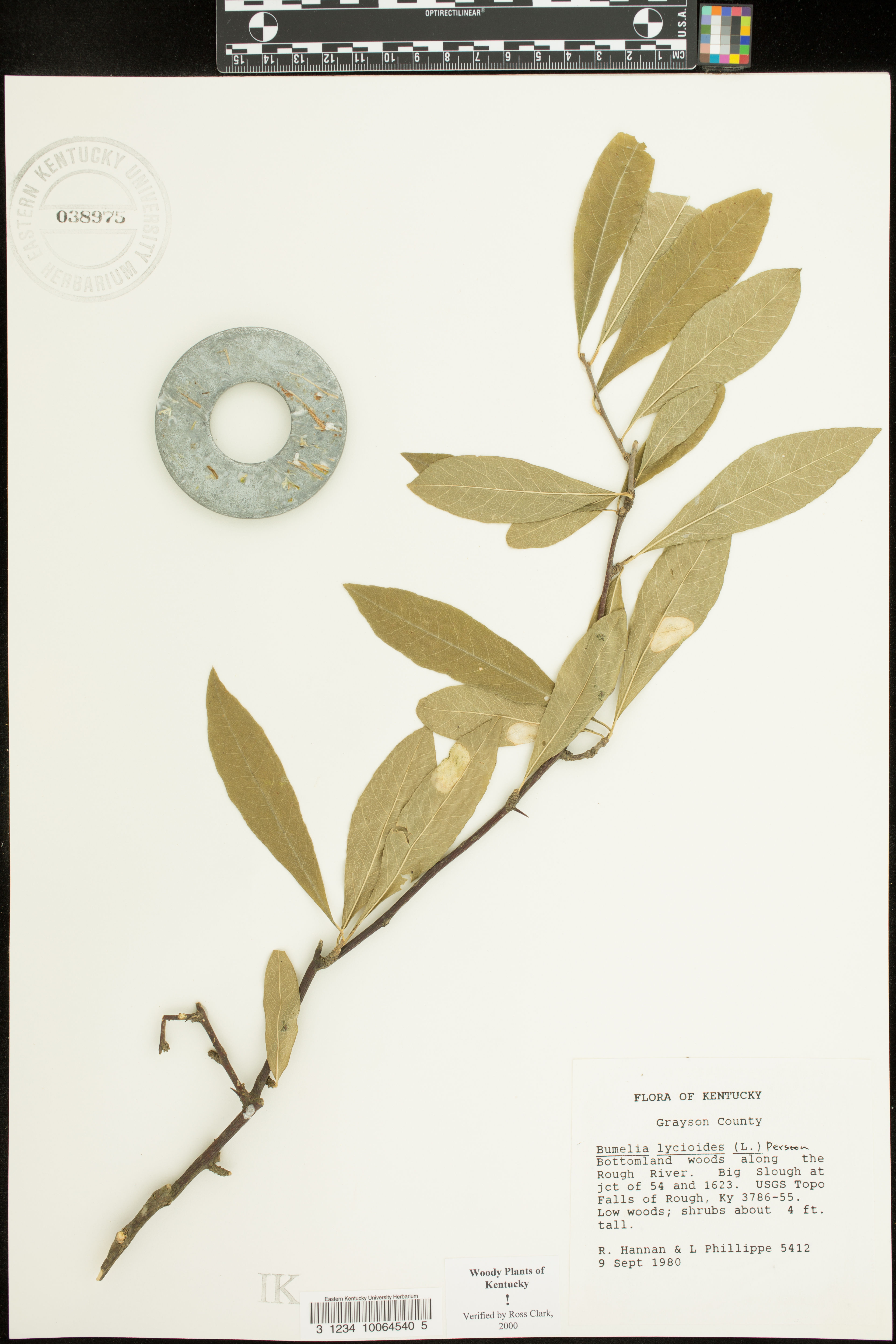 Bumelia lycioides - 11