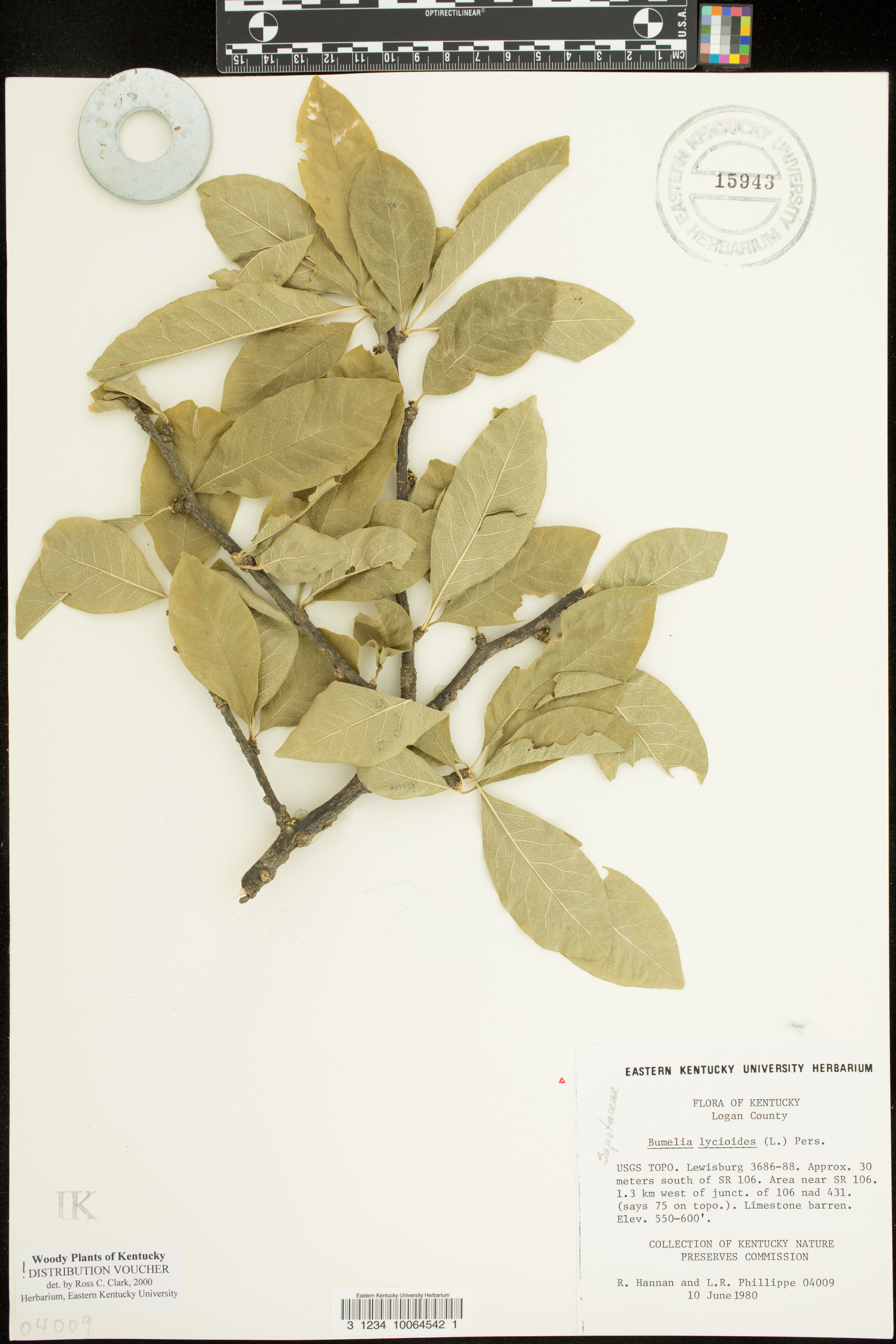 Bumelia lycioides - 43