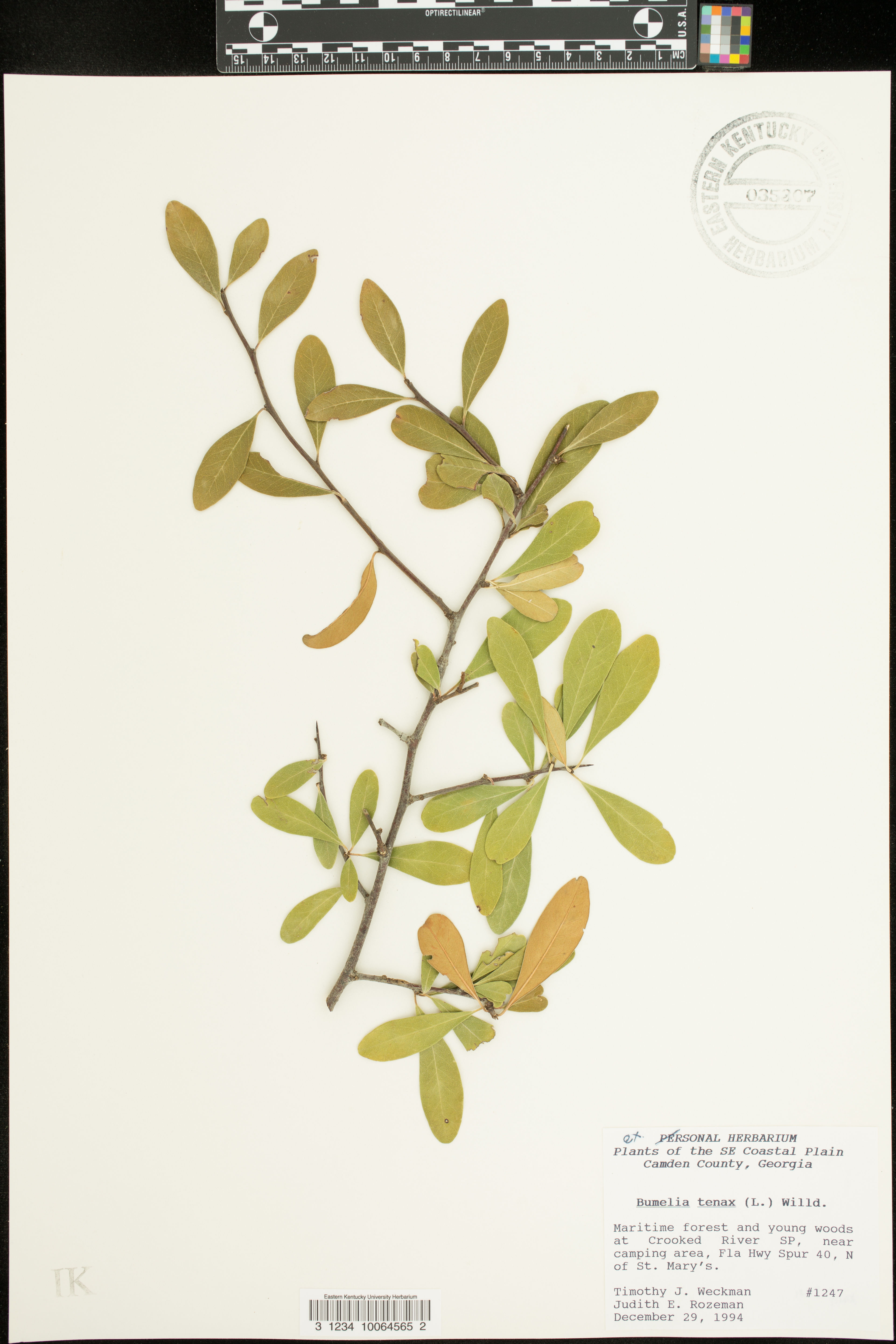 Bumelia tenax - 63