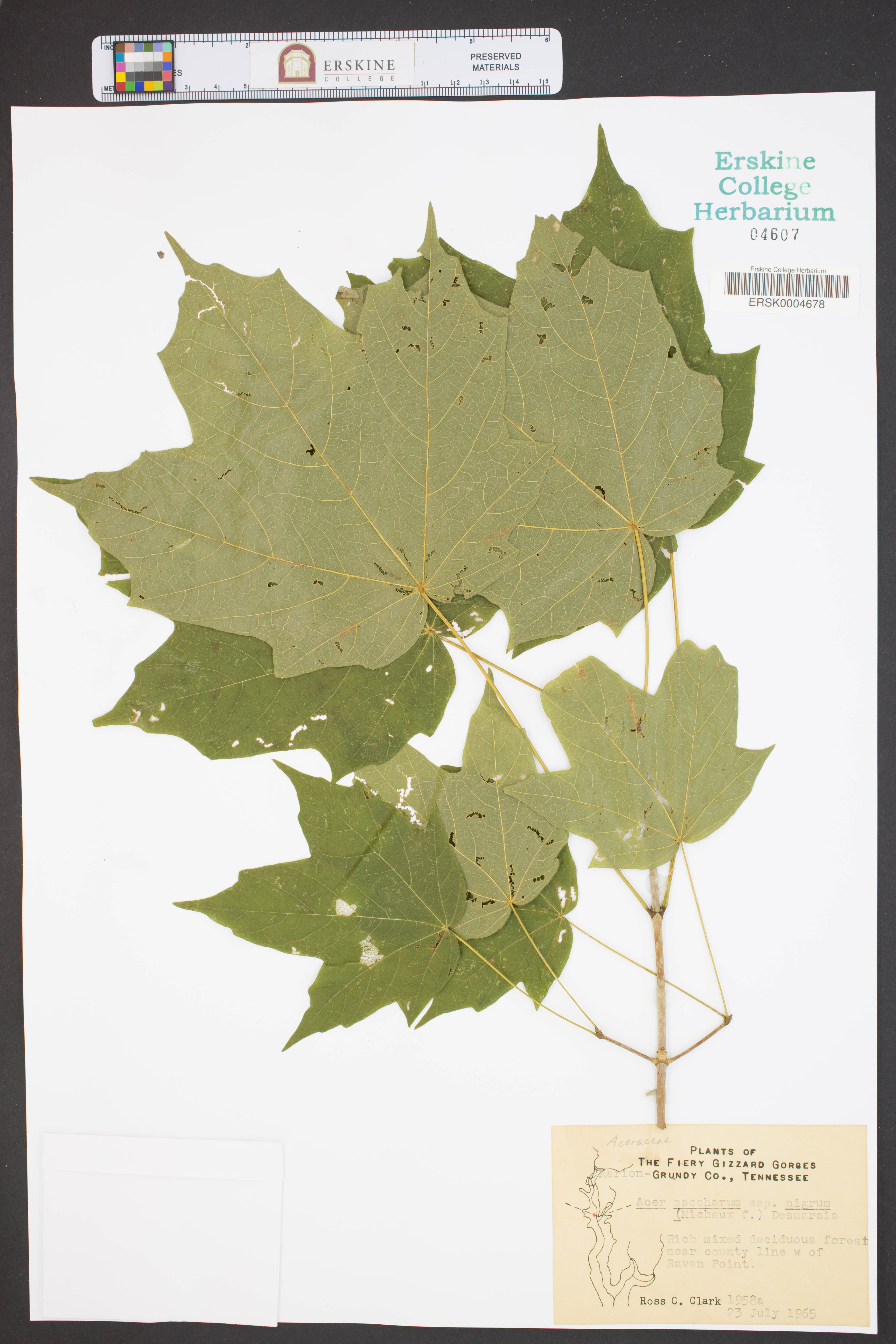 Acer saccharum nigrum - 77