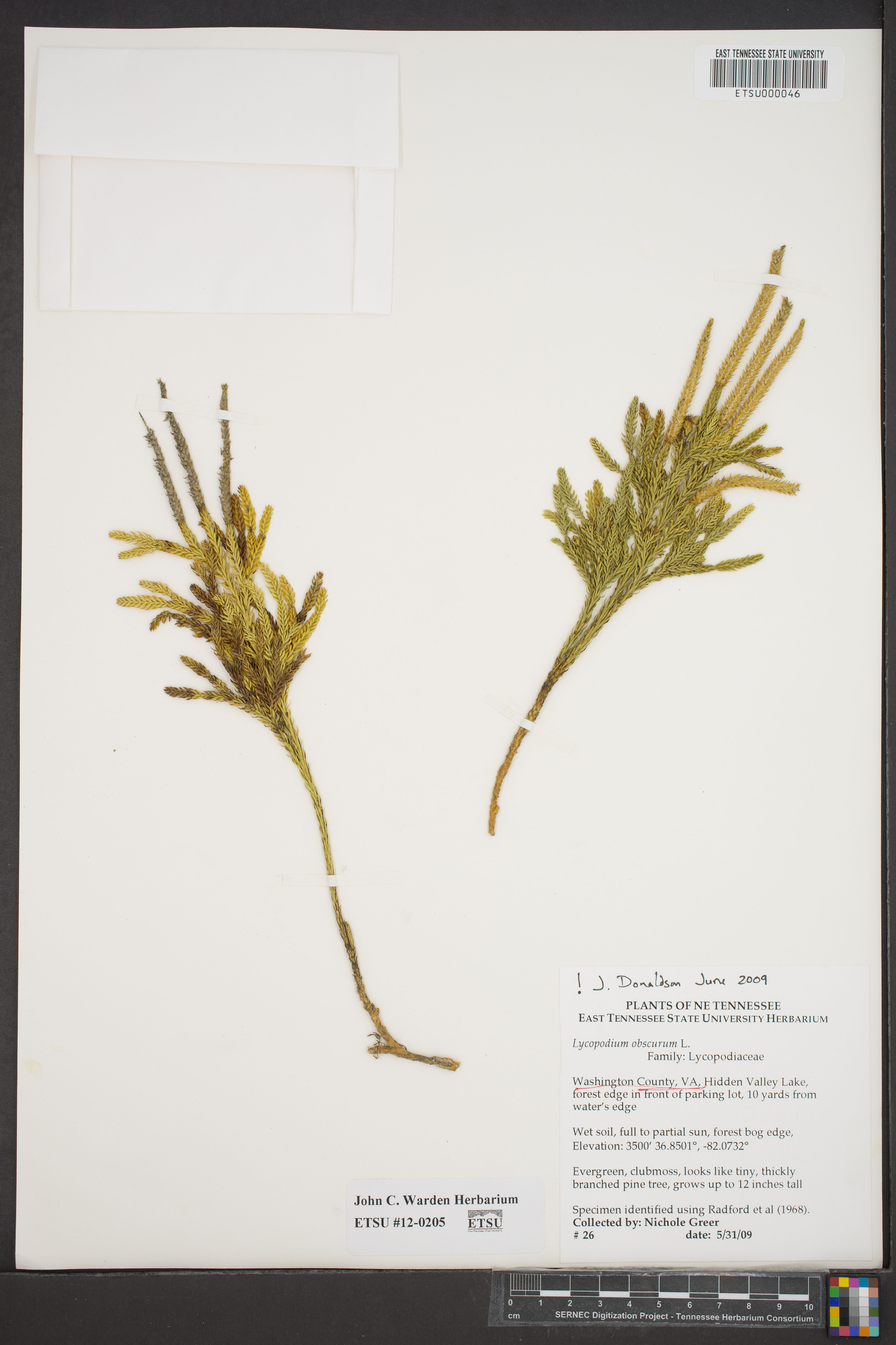 Lycopodium obscurum - 82