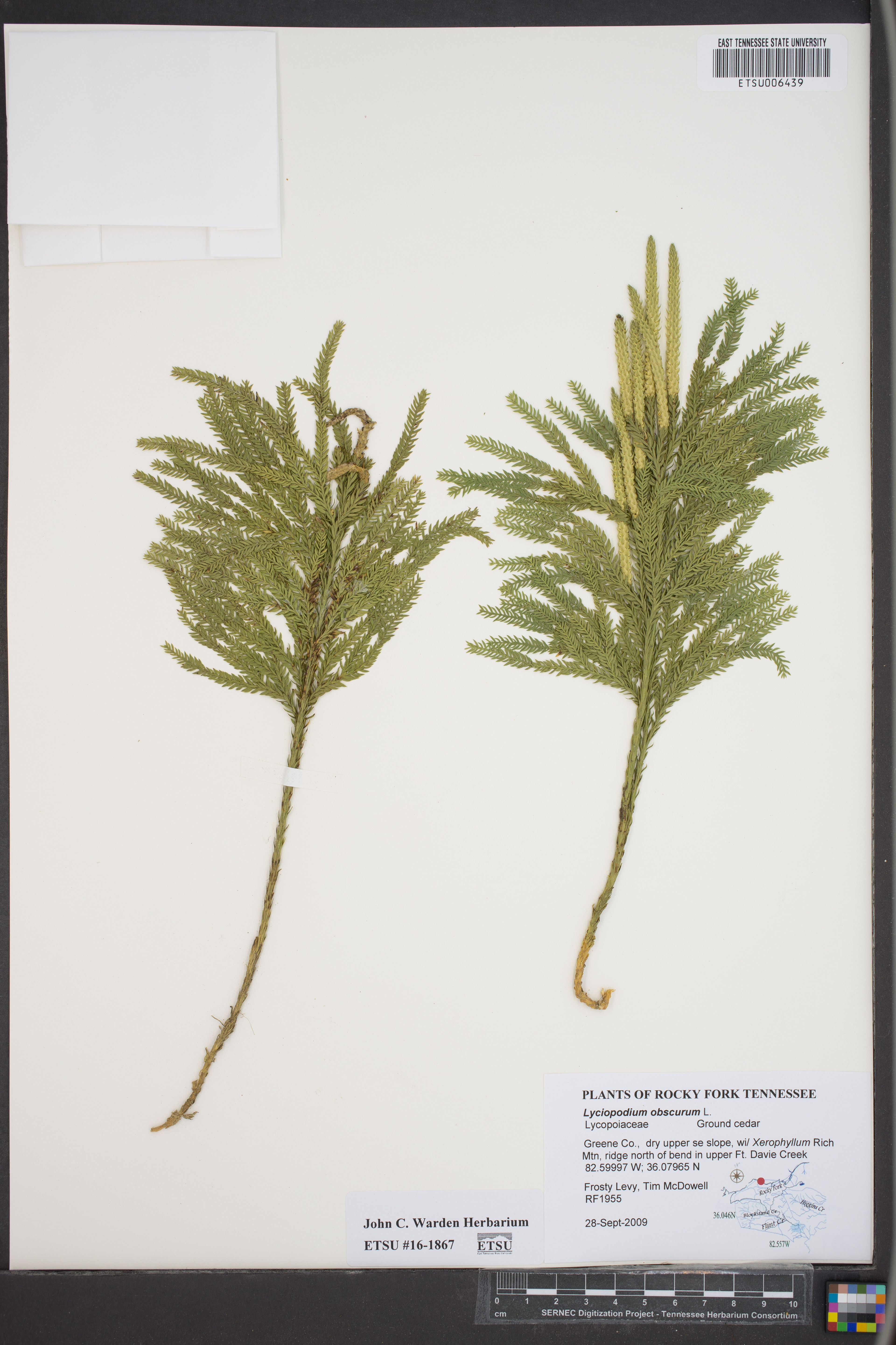 Lycopodium obscurum - 21