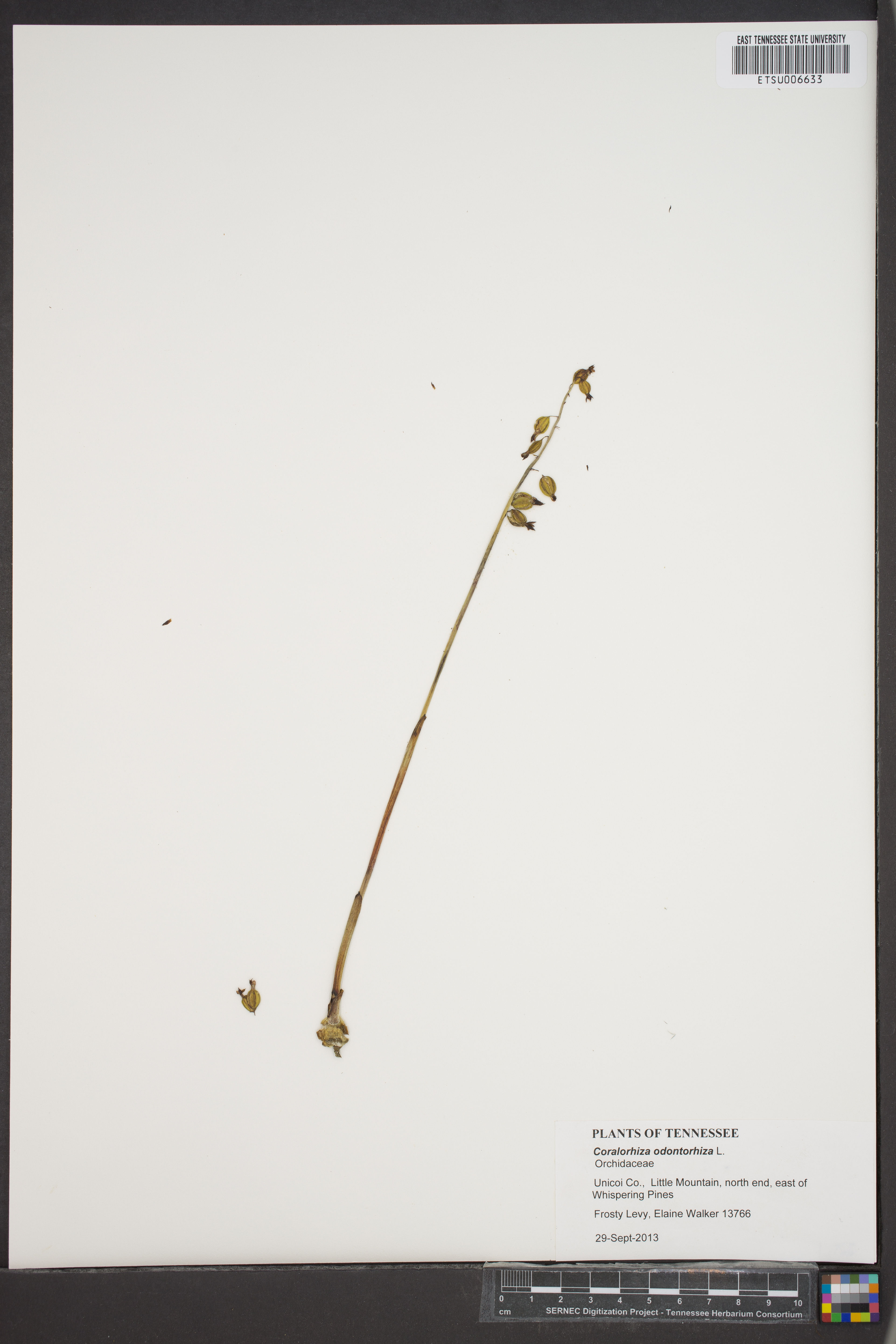 Corallorhiza odontorhiza - 52