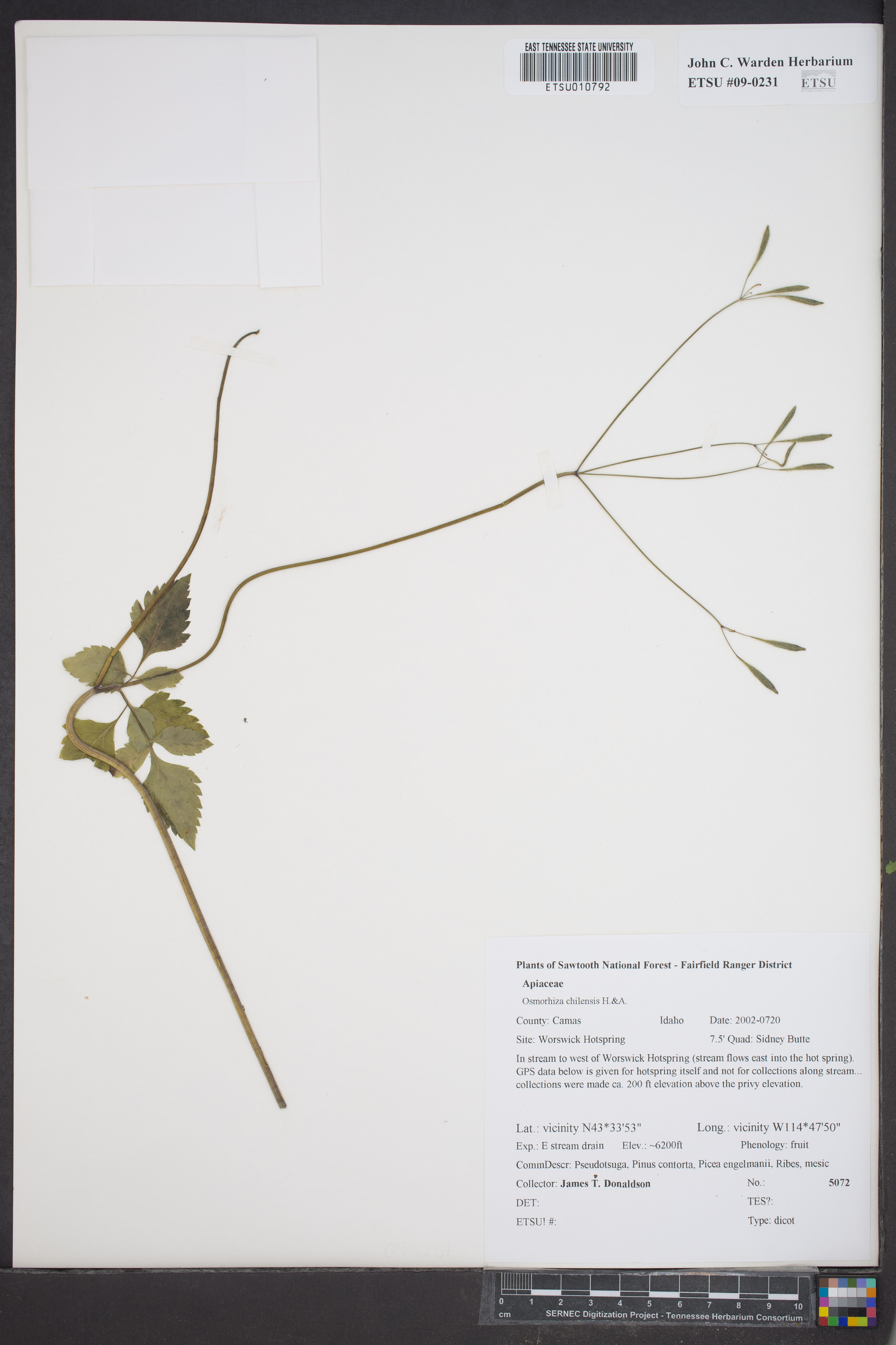 Osmorhiza chilensis - 69
