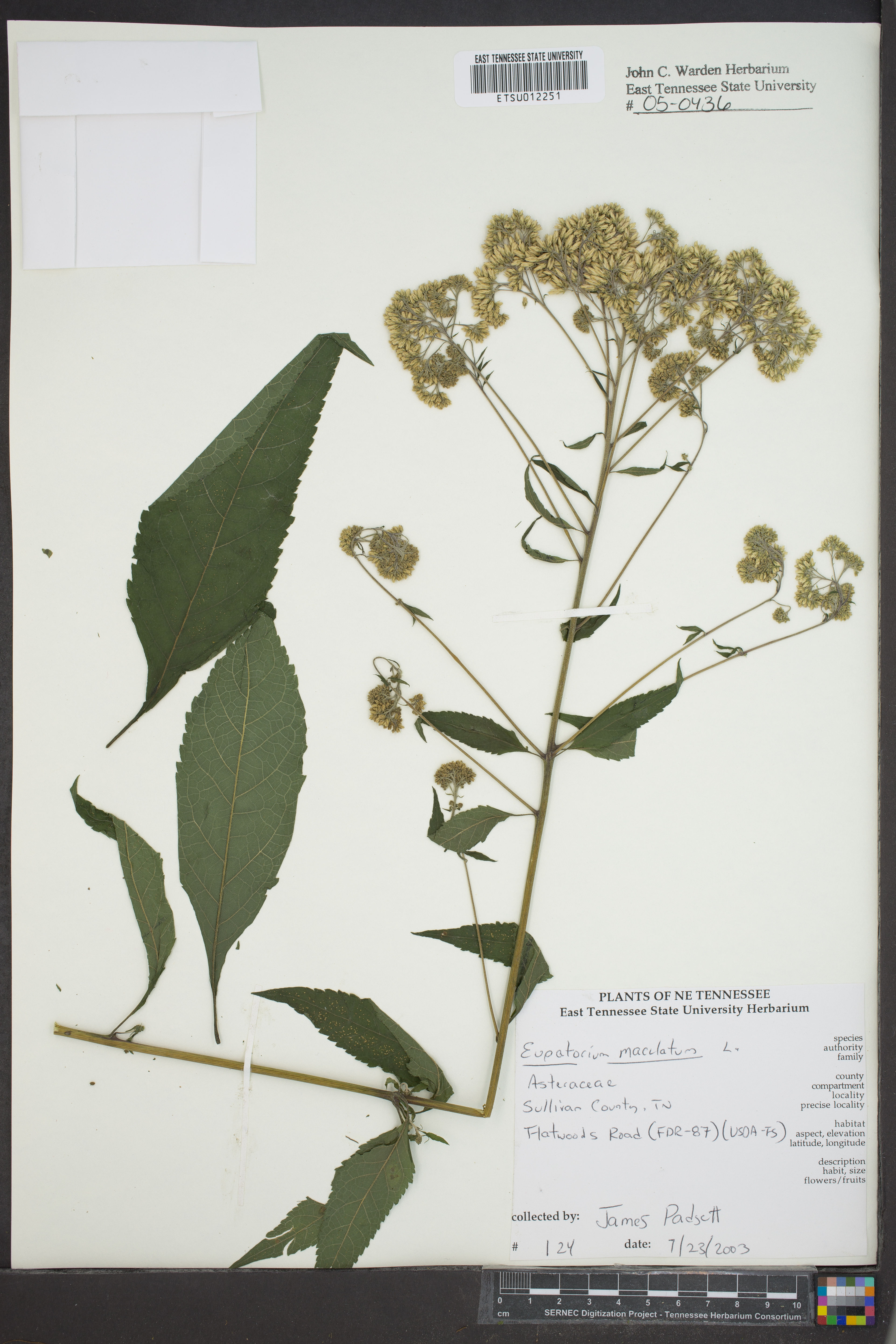 Eupatorium maculatum - 69