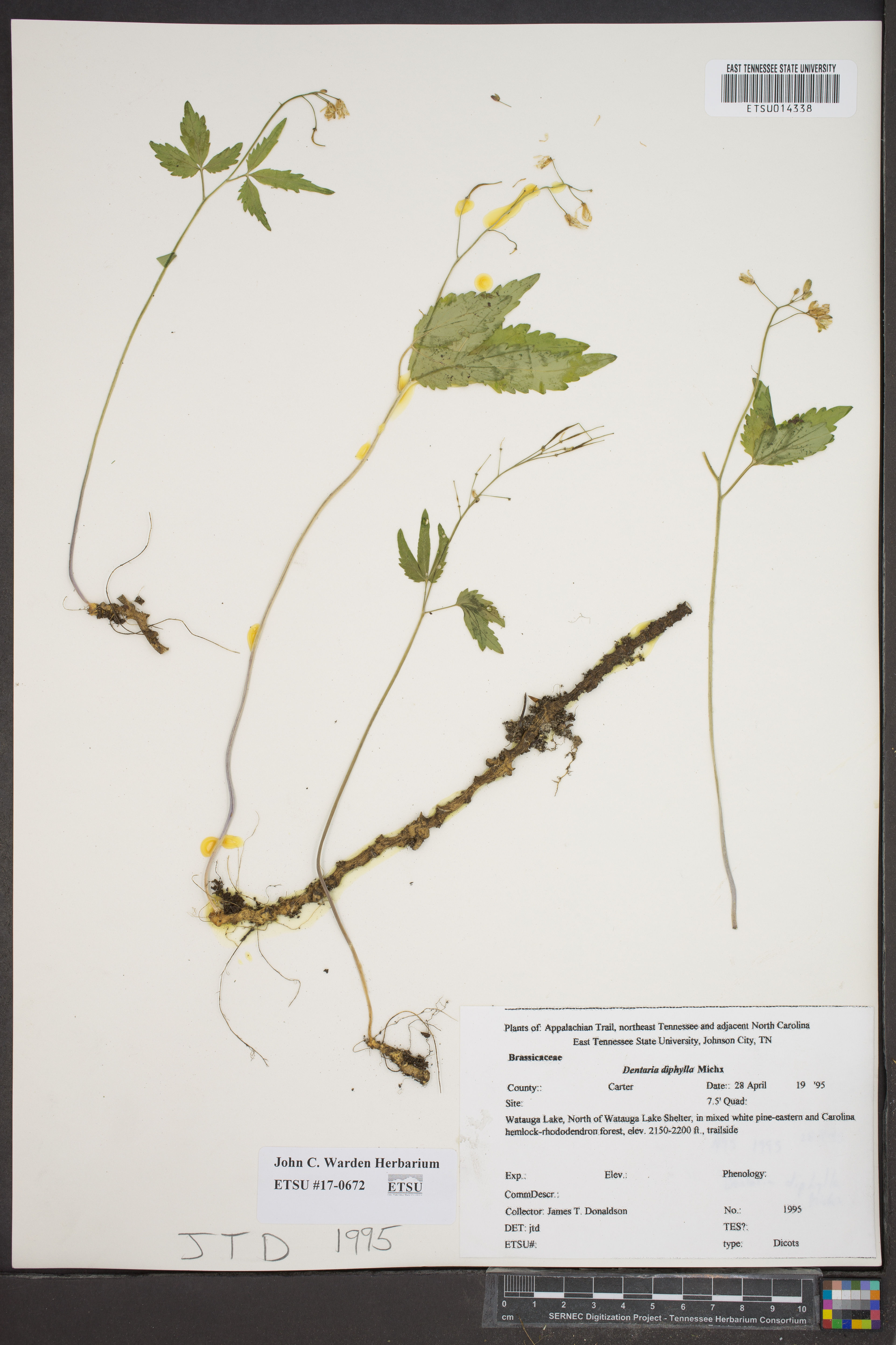 Dentaria diphylla - 88