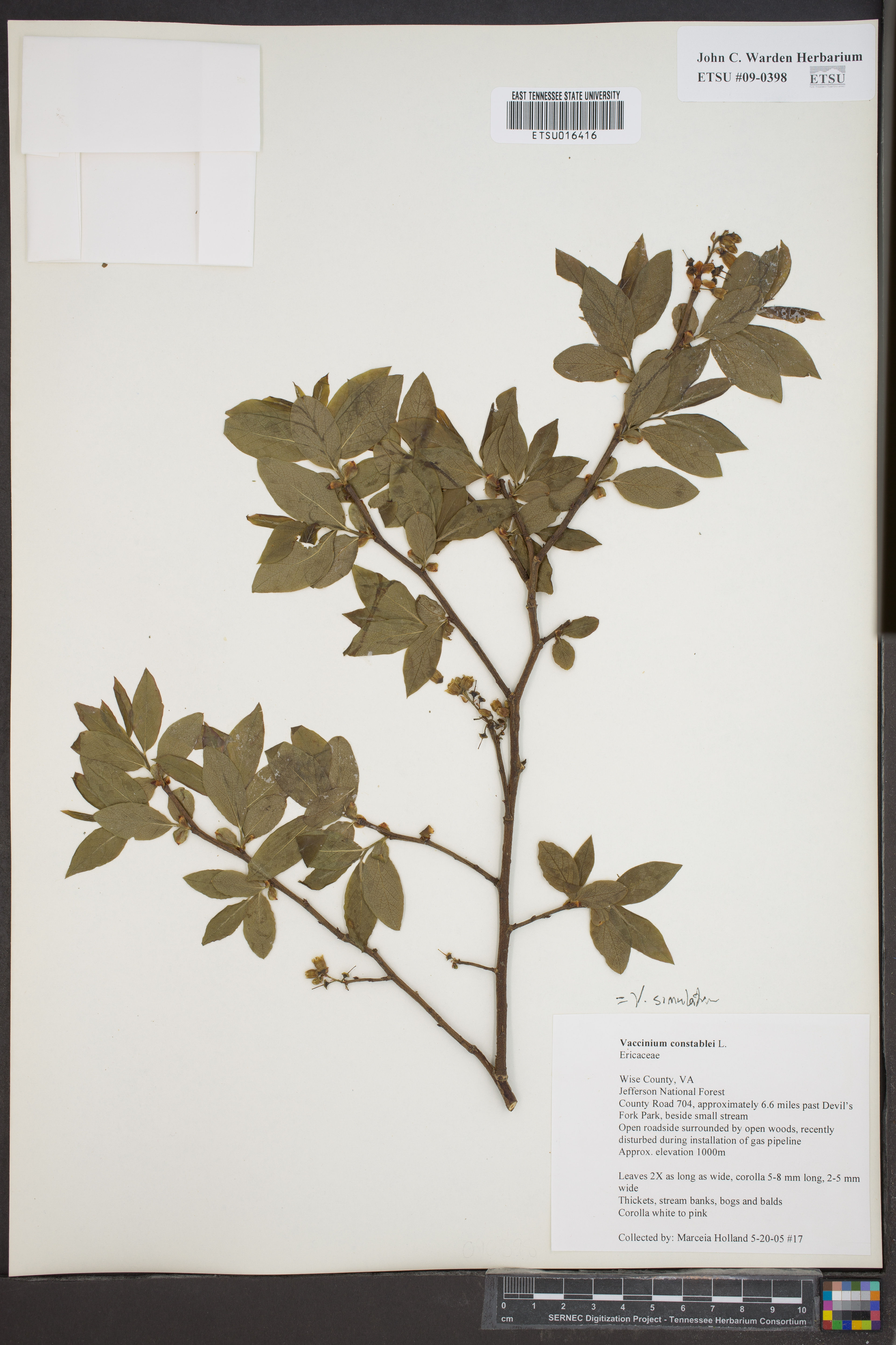 Vaccinium simulatum - 60