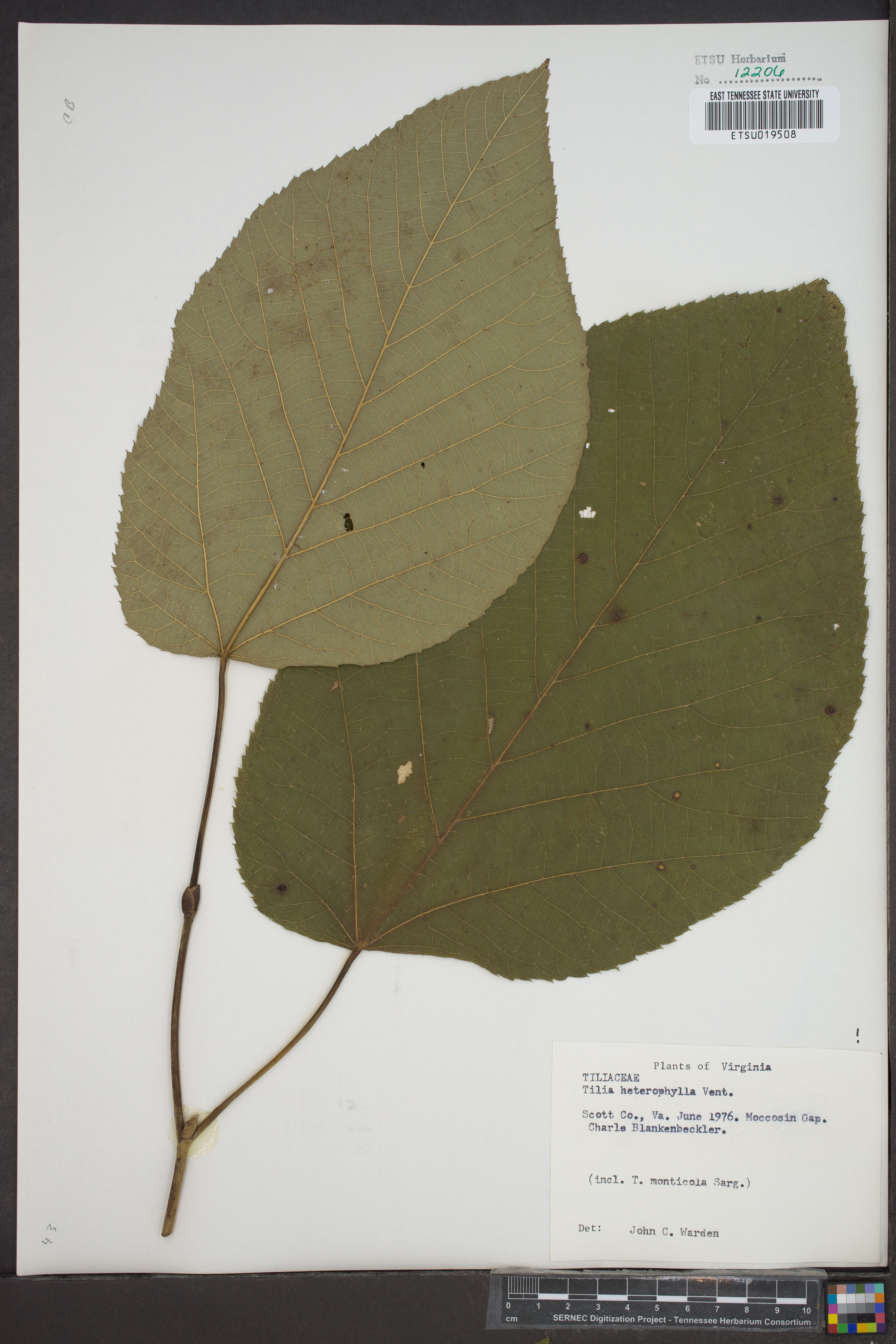 Tilia heterophylla - 61