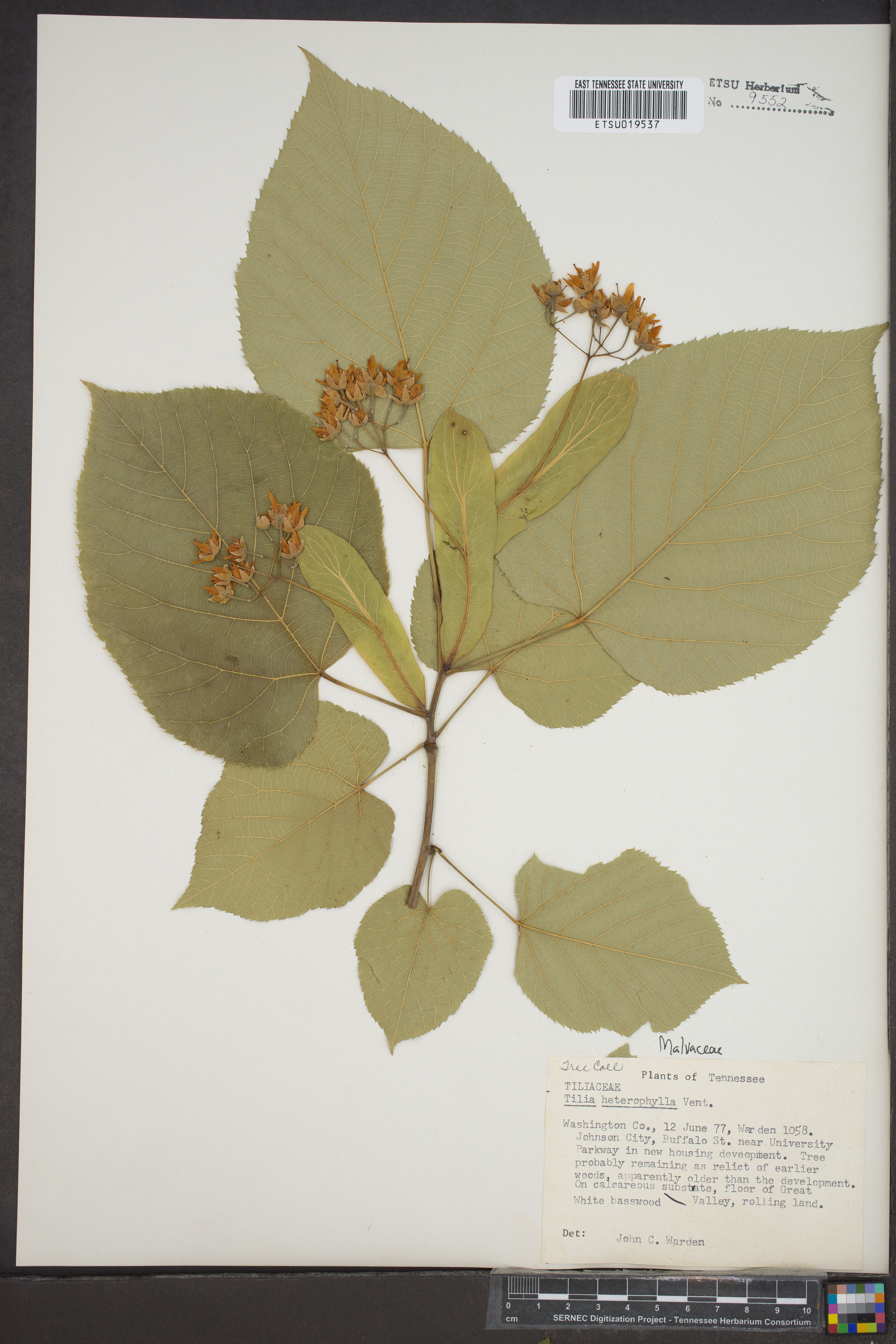 Tilia heterophylla - 13
