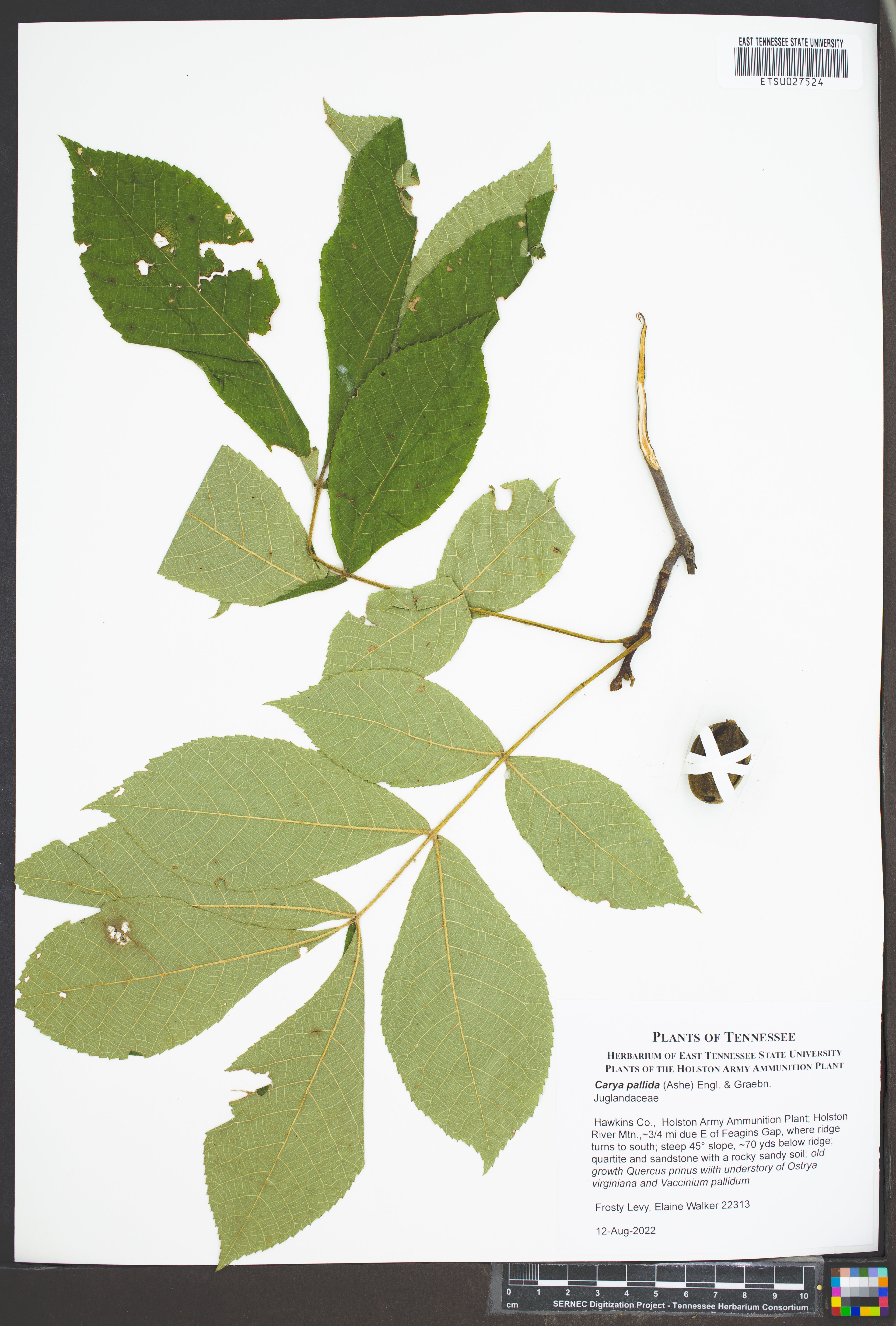 Carya pallida - 321