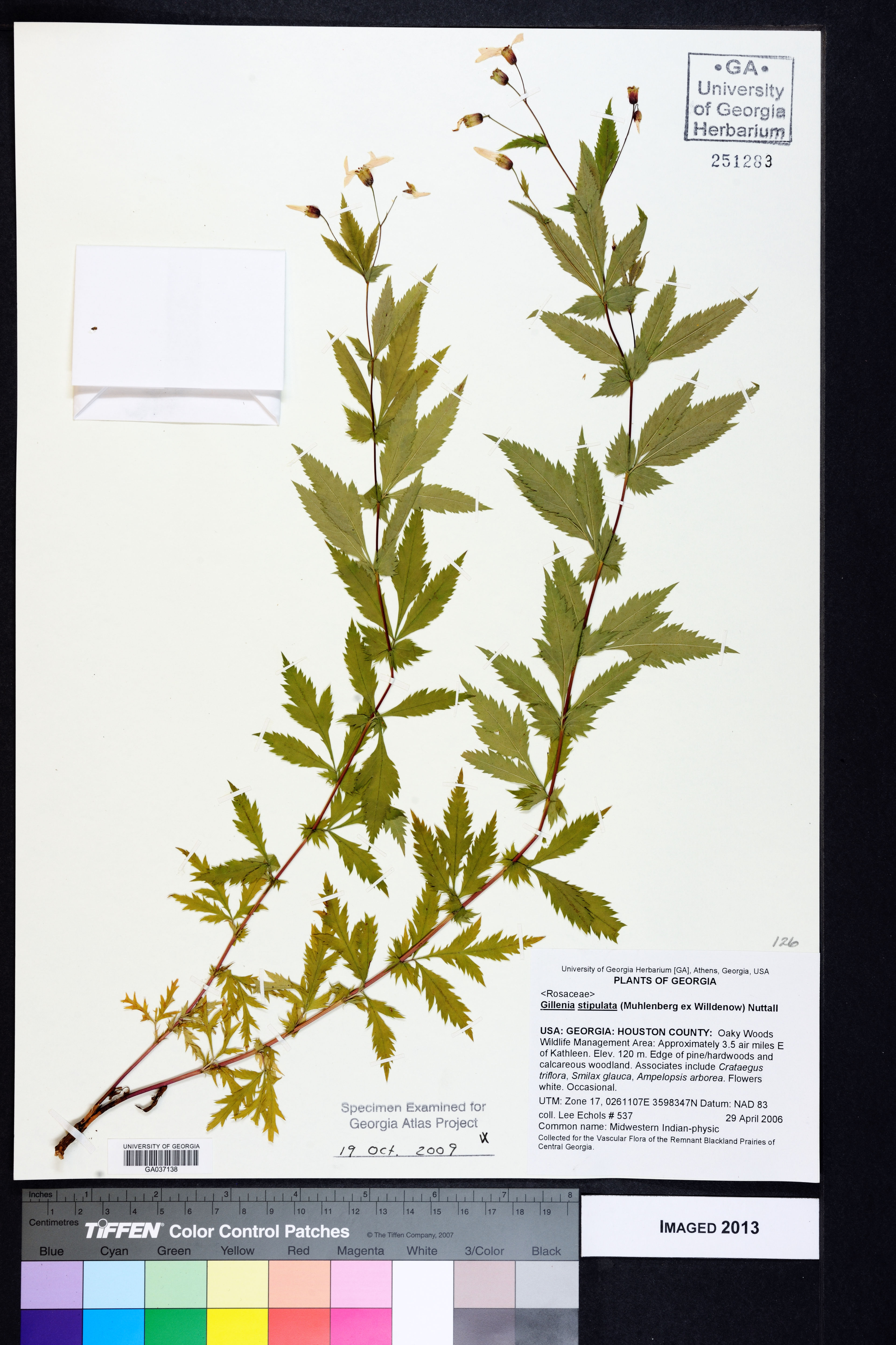 Gillenia stipulata - 71