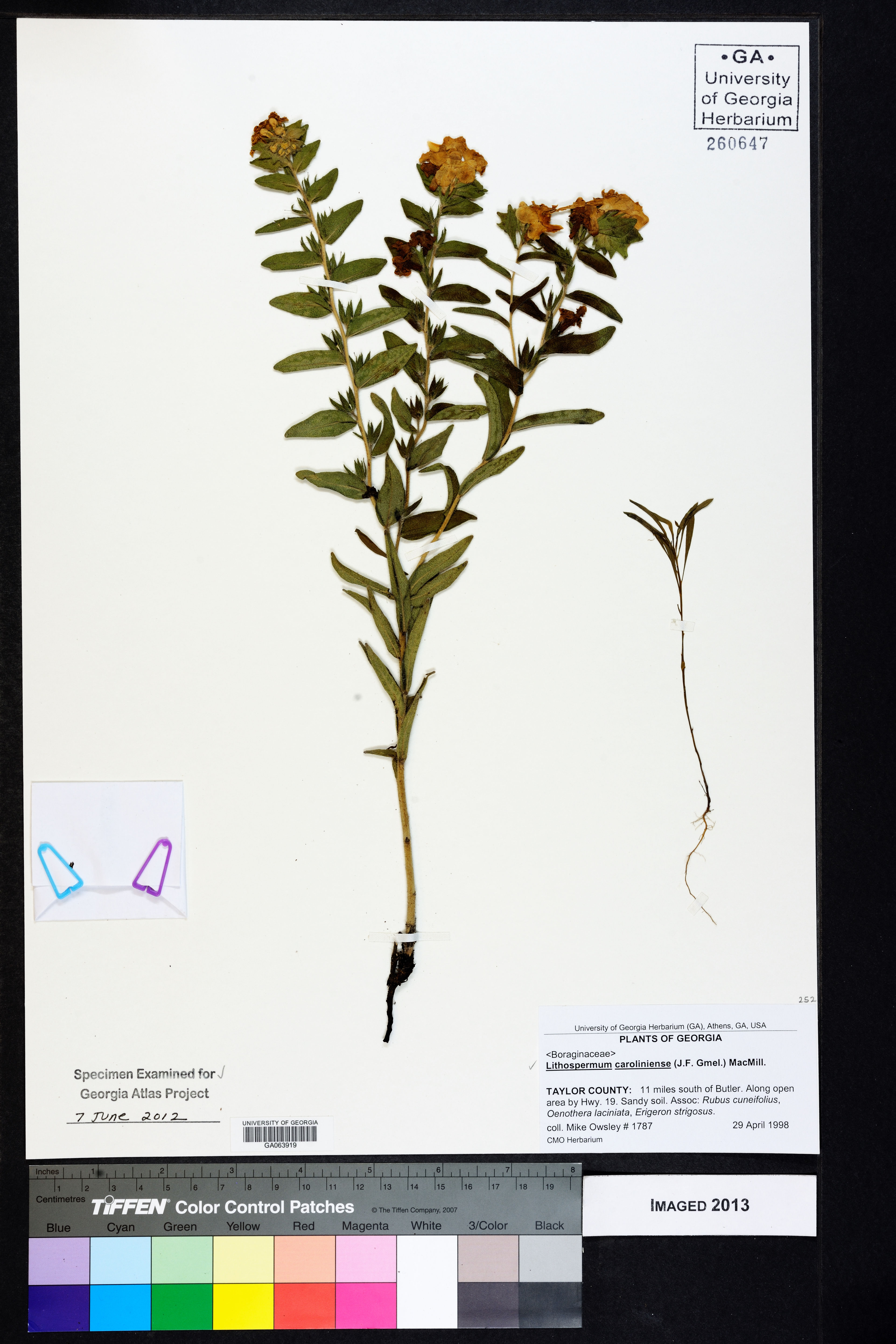 Lithospermum caroliniense - 96