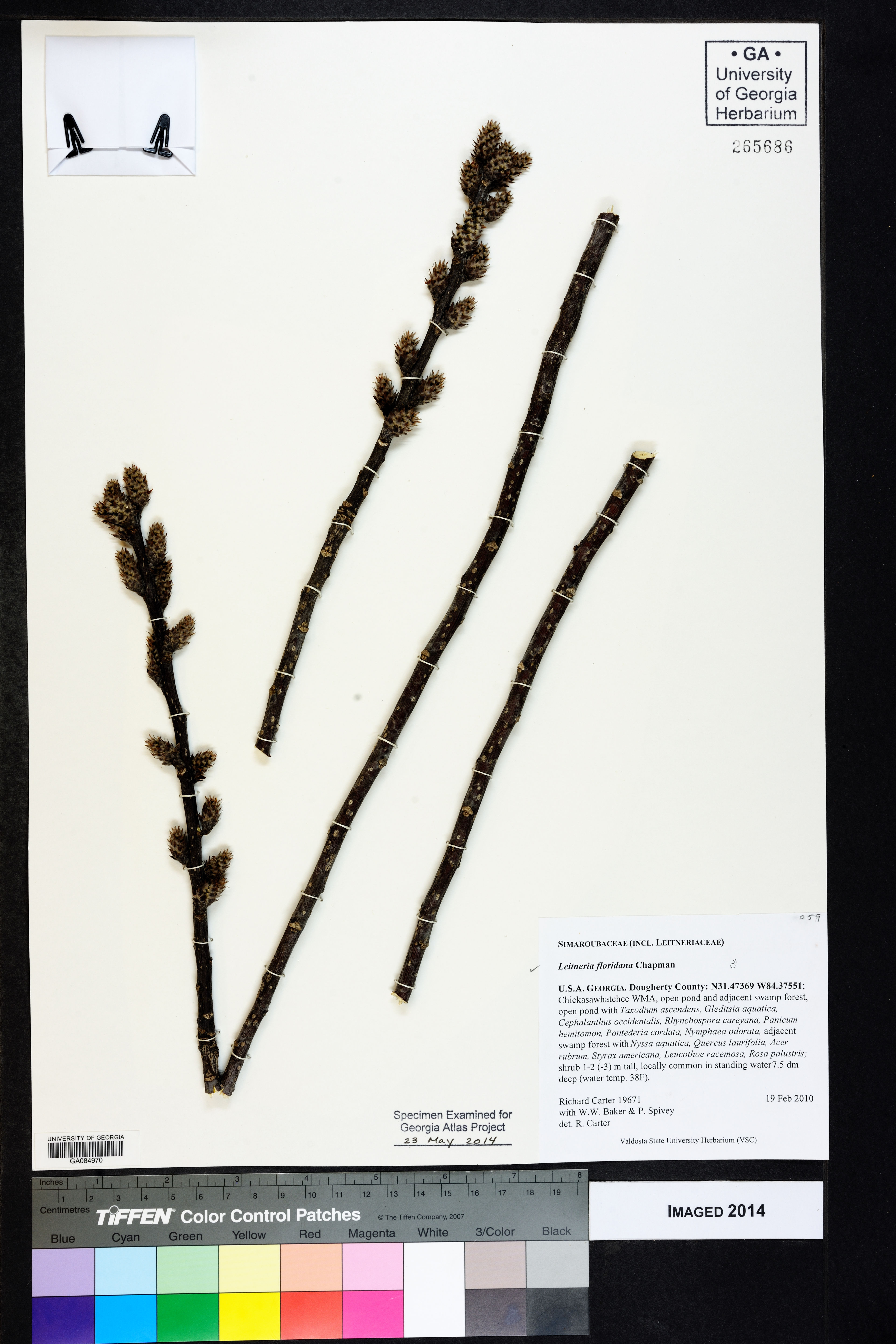 Leitneria floridana - 74